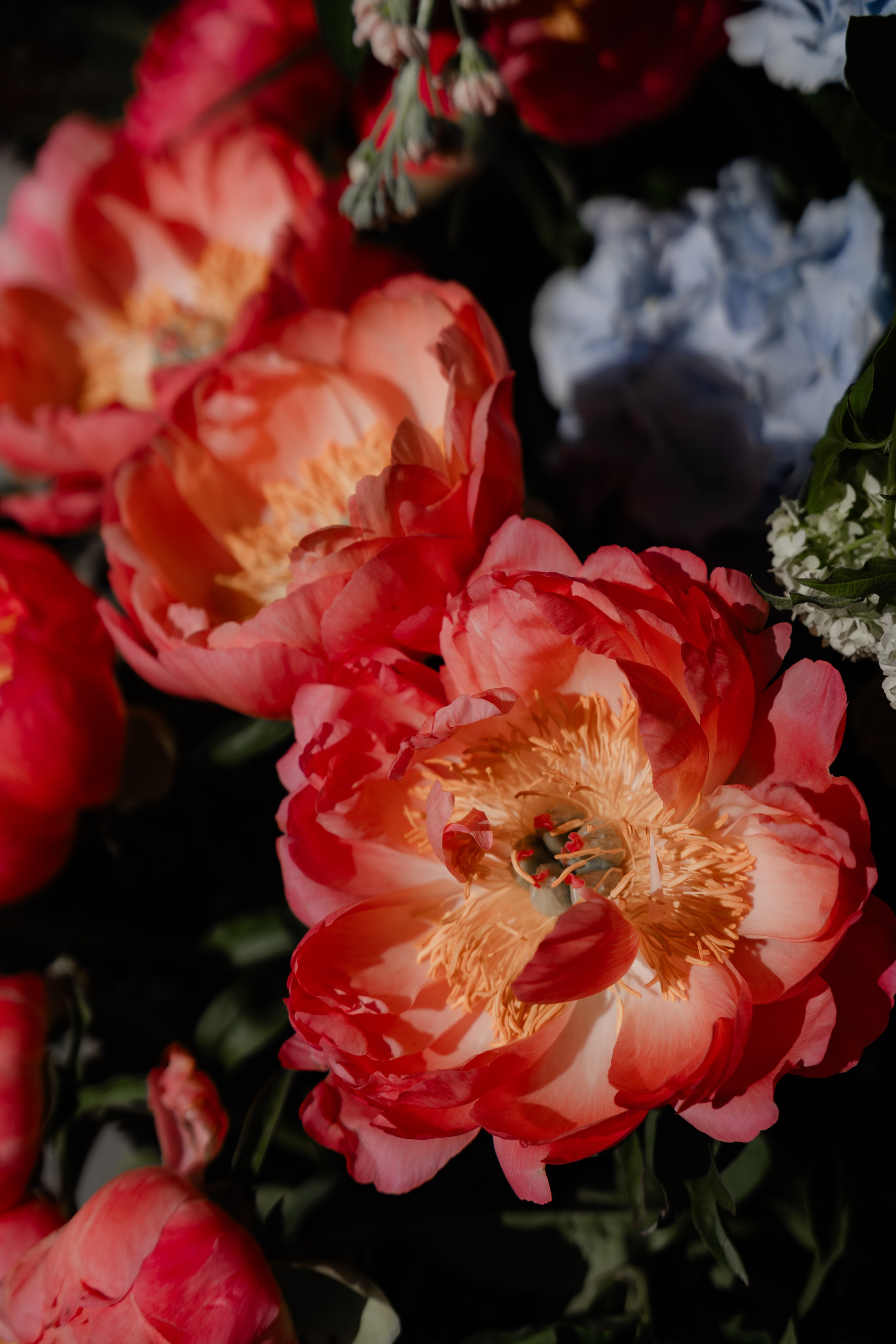 Chelsea_in_bloom. Tonya Kyrylenko photographer in London