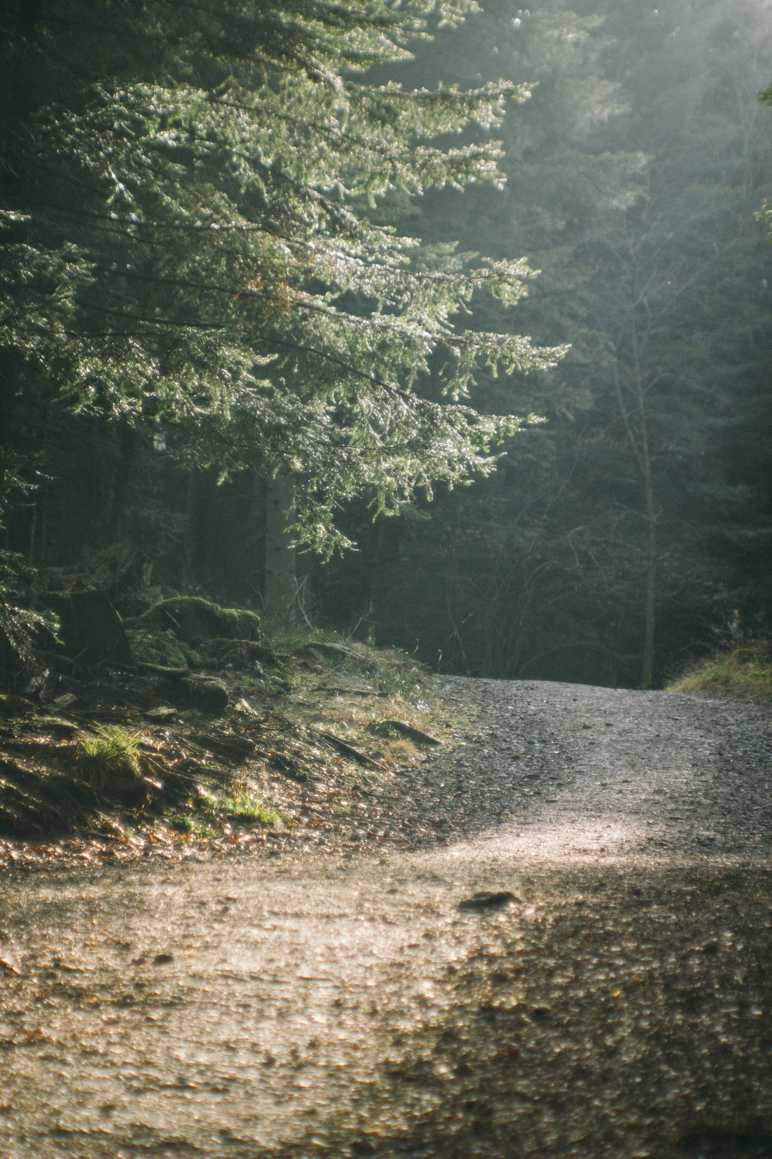 Над вершинами деревьев Baumwipfelpfad. Фотограф в Германии — Мария Чистякова