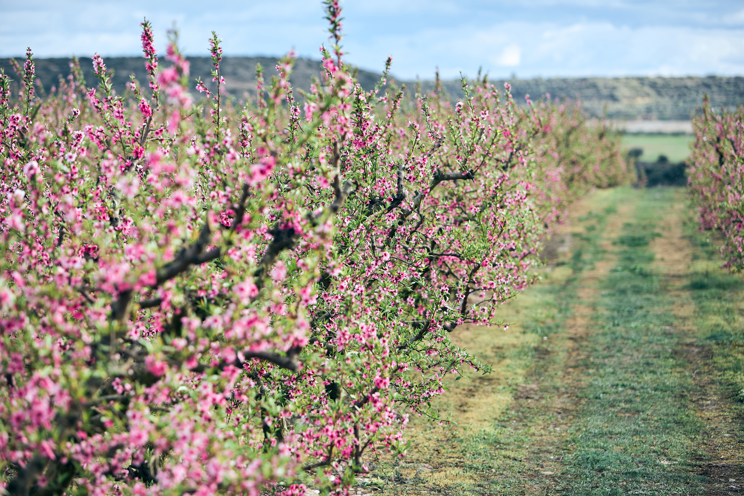 Валерия, цветение персика. Фотограф в Барселоне, в Испании, по всей Европе - Андрей Пасечник. Тел