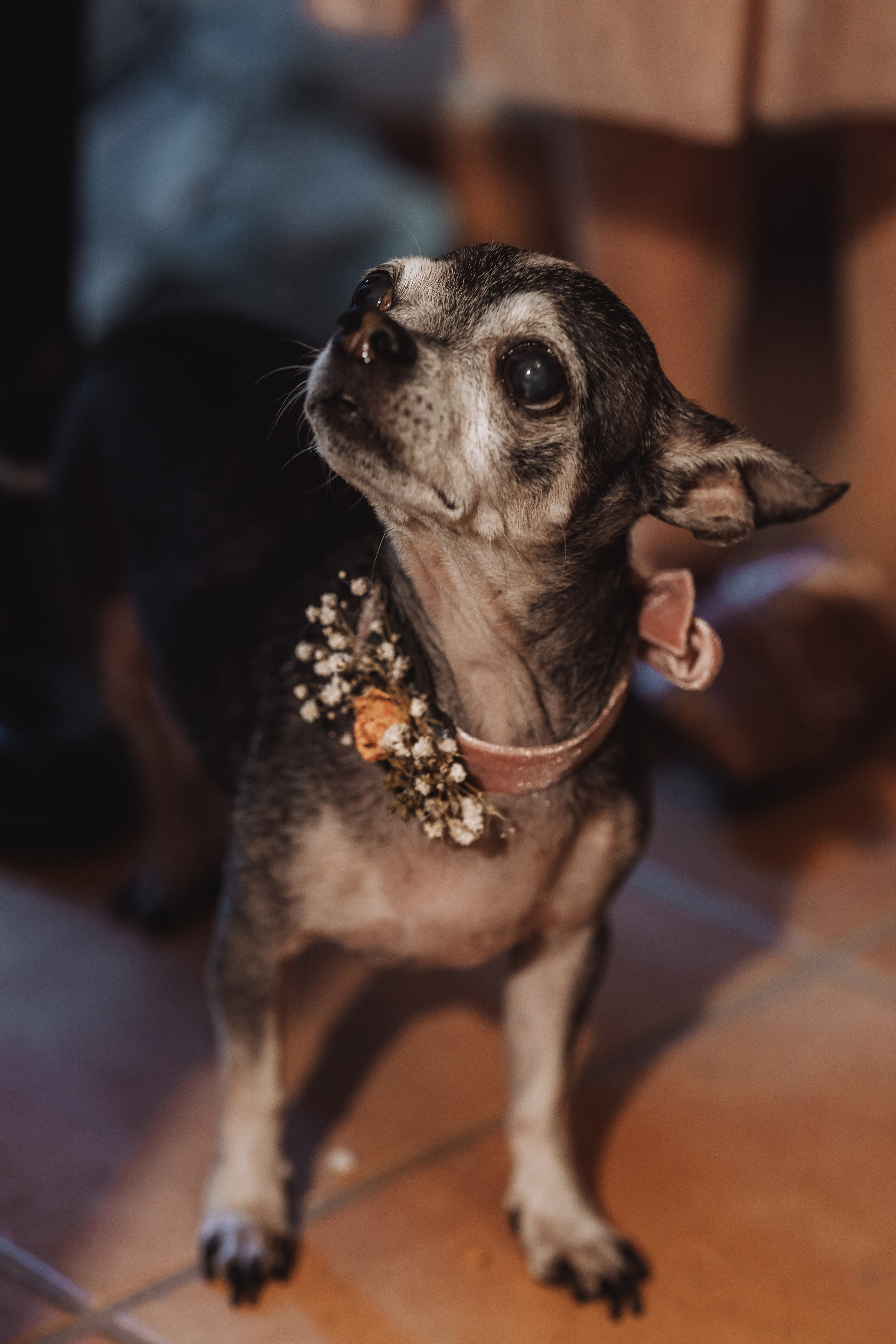 Toñi+Marcos, 30.11.2024, Ermita de Santa Llúcia de Tonyà. Fotógrafa de bodas en Cataluña