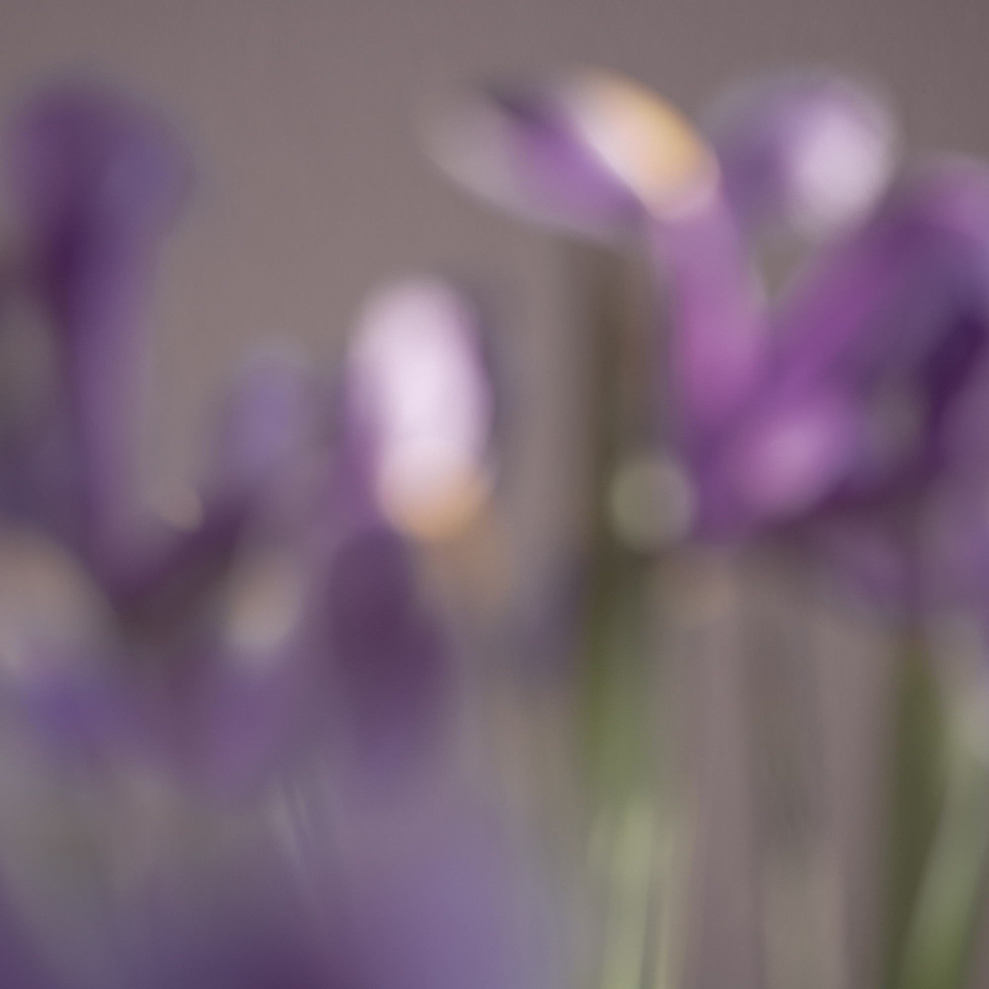 50 SHADES OF PURPLE. Natalja Poplavska — Visual artist, Photographer, East Sussex, London