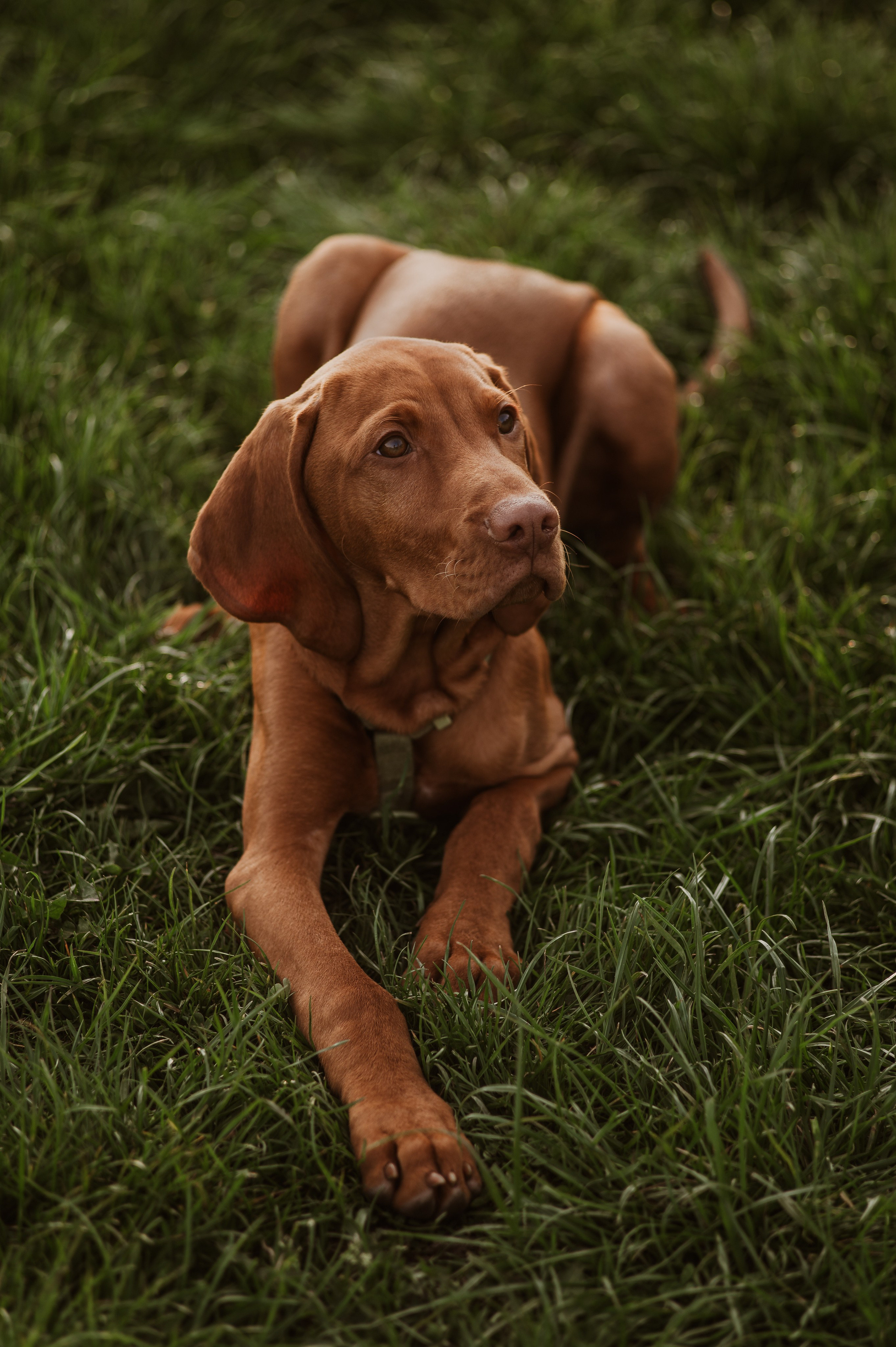 Spontanes Hunderudel im Rosental – Ori trifft neue Freunde. RawPeek