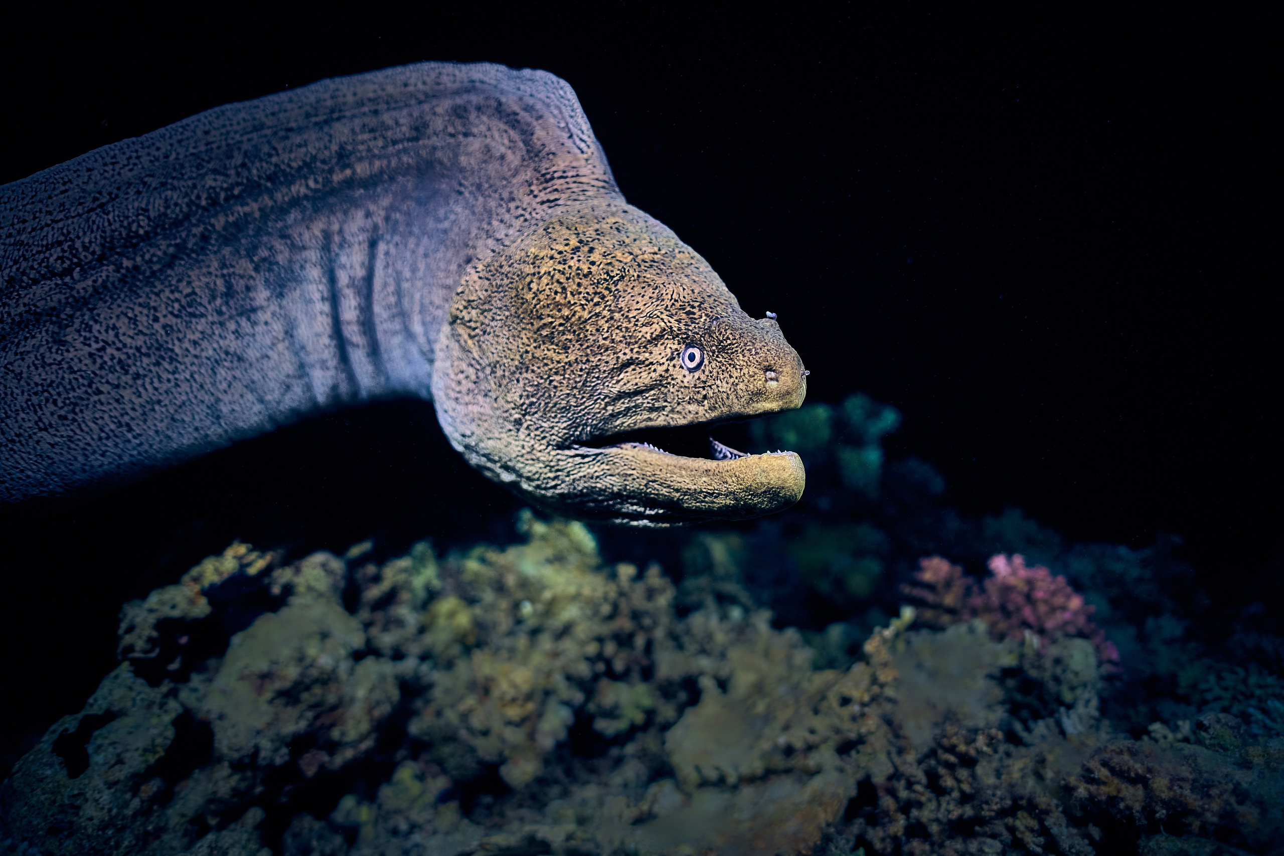 Fotograf podwodny Andriej Szypiłow - Fauna i flora Czerwonego i Adriatyckiego Mórz. Andriej Szypilow - Fotografia & Wideografia