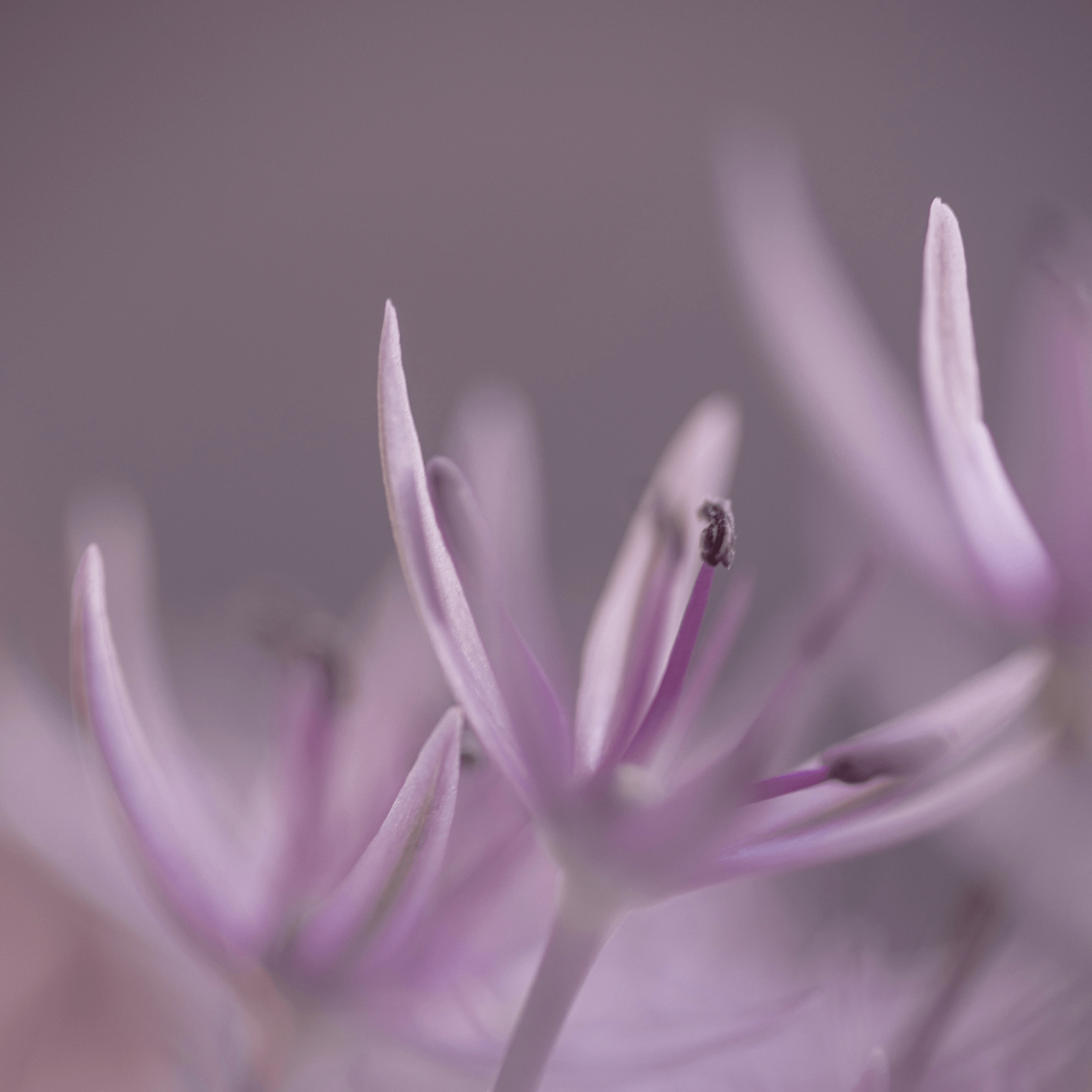 50 SHADES OF PURPLE. Natalja Poplavska — Visual artist, Photographer, East Sussex, London