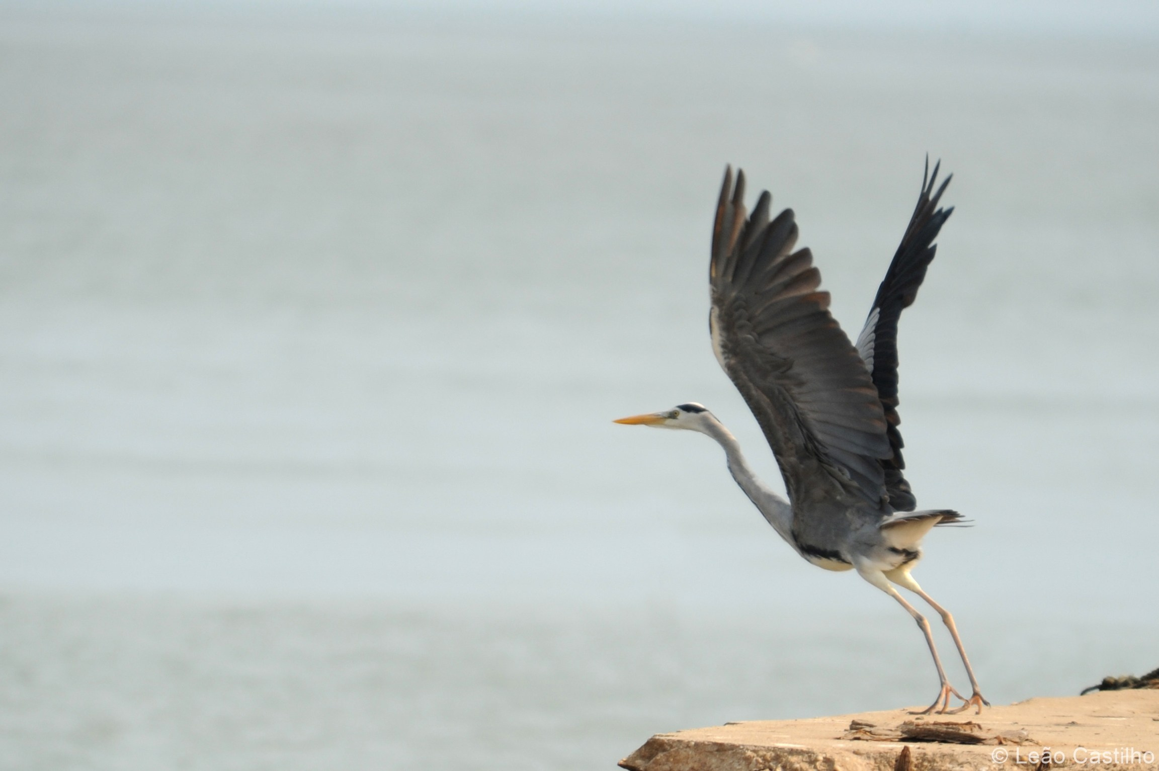 Photos of animals. Simbahalu
