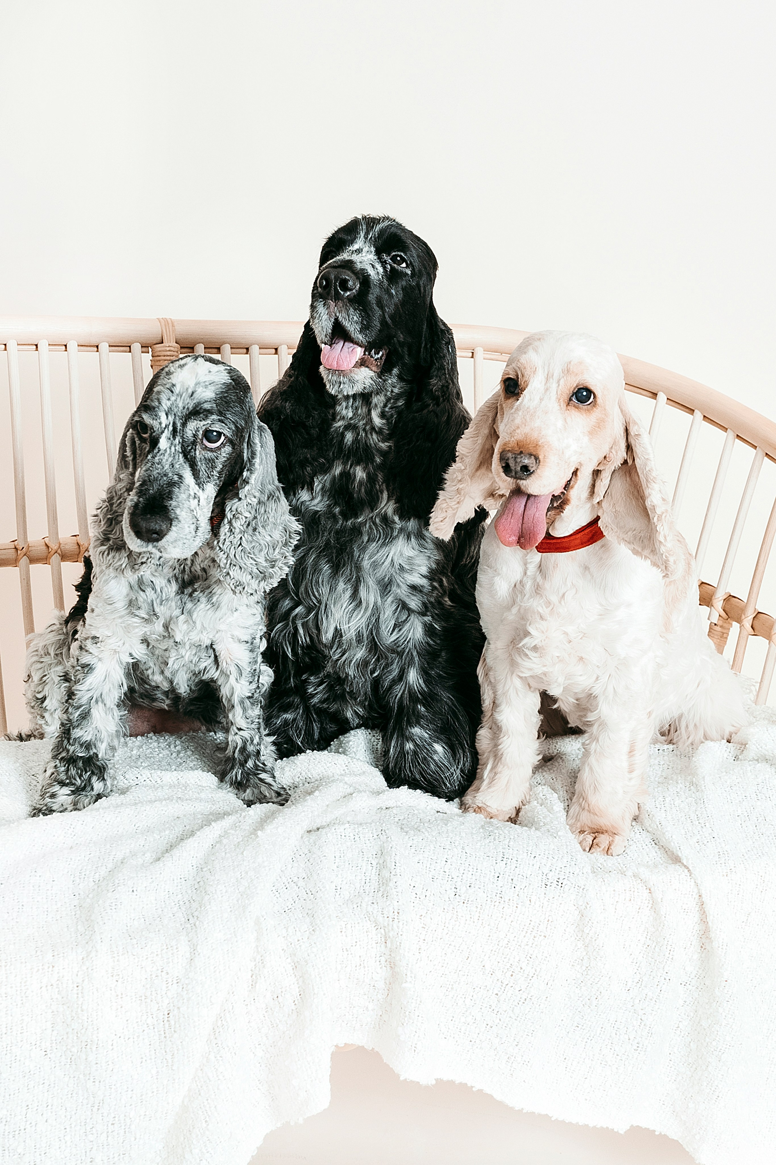 Lemmikit. Senjakulmala.fi