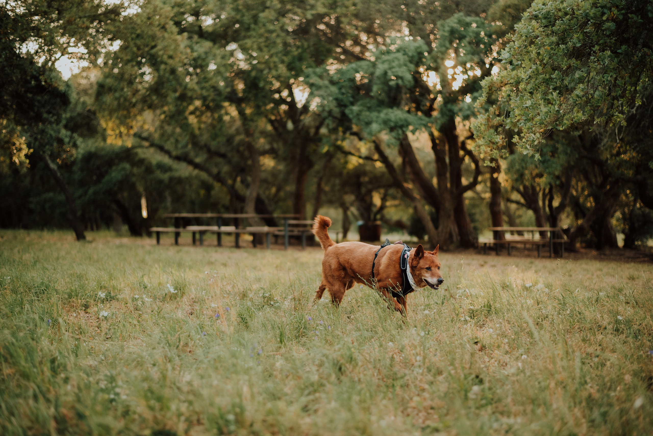 Nali and Pedro. Lifestyle, wedding and family photographer