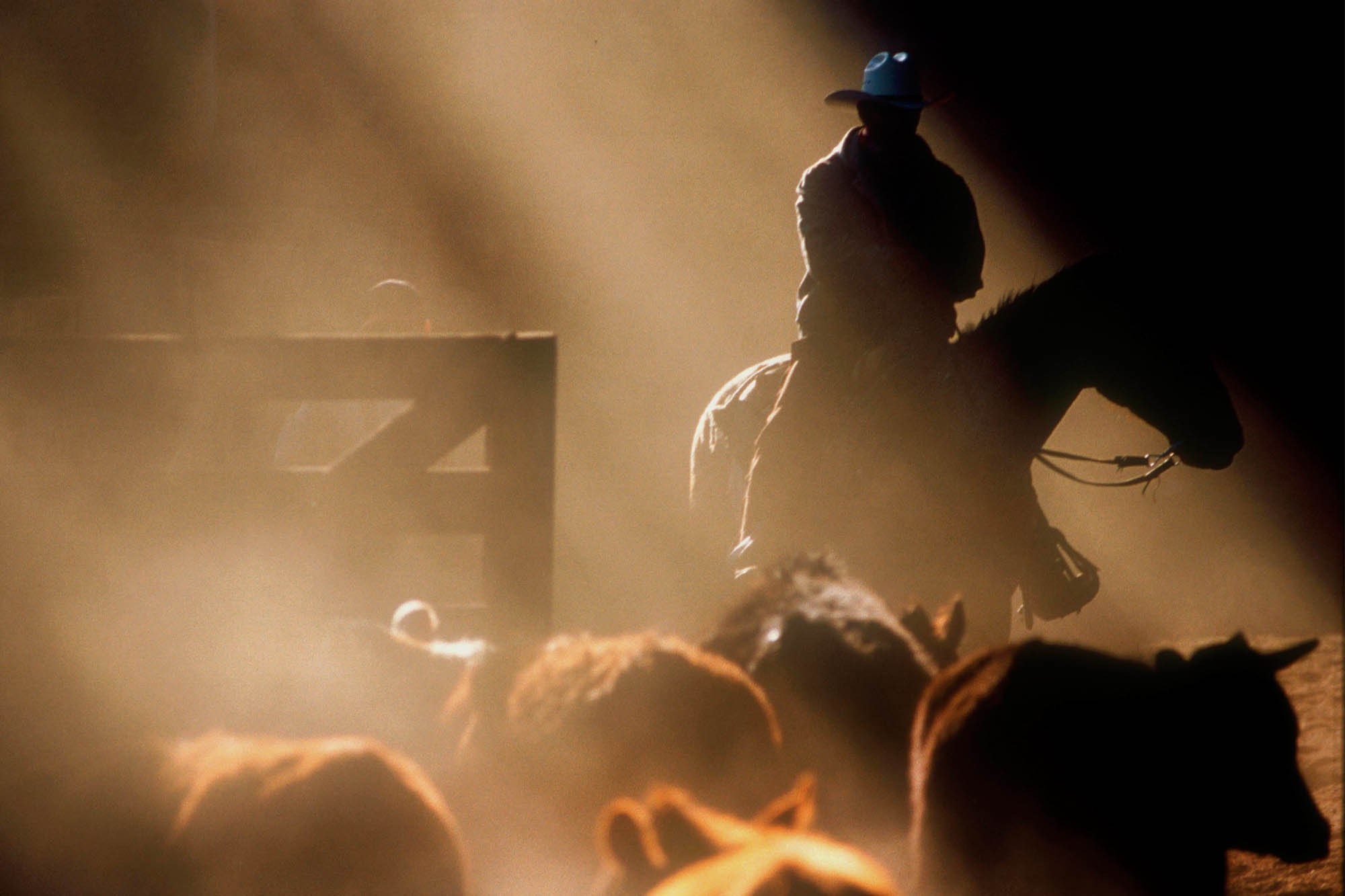 A cowboy is silhouetted against the dust and light as he guides cows into a pen before they are sent off for slaughter at the Bourbon Stockyards on its last day in operation. The storied stockyards closed in 1999 after operating for 12 years.