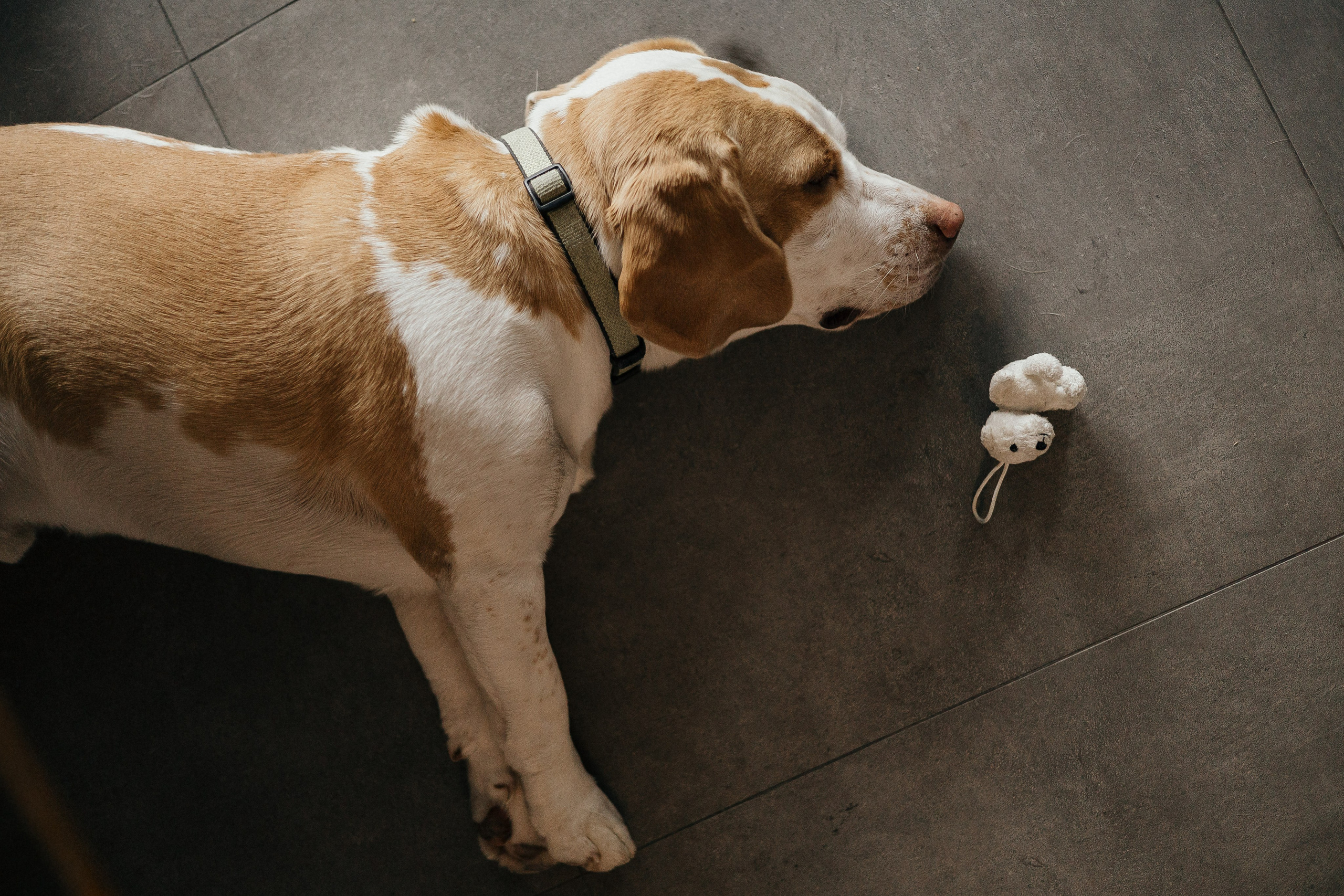 Baptism Zoe. Ionutdraganfoto.com