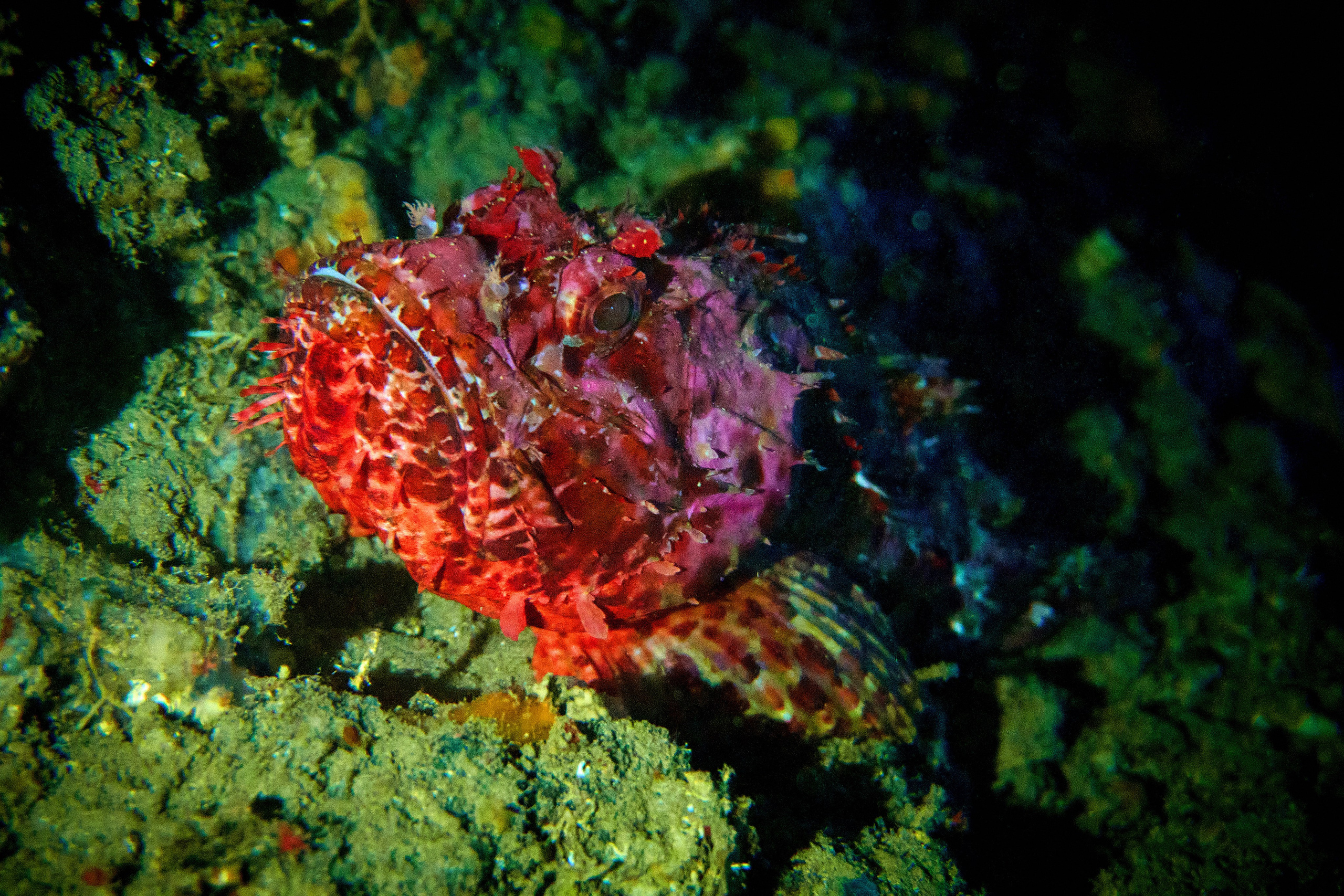 Fotograf podwodny Andriej Szypiłow. Andriej Szypilow - Fotografia & Wideografia