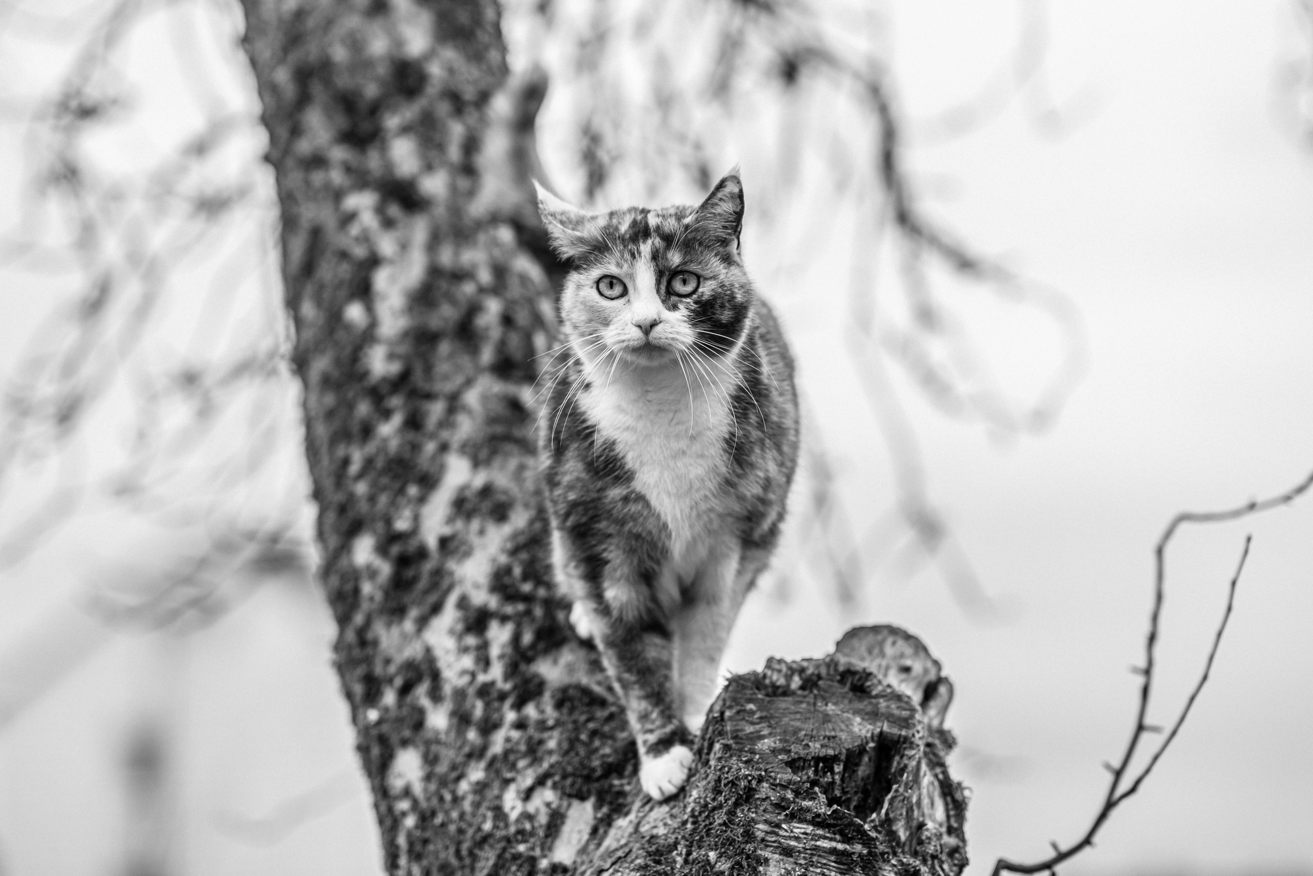 Thomas. Hochzeitfotograf in Bielefeld