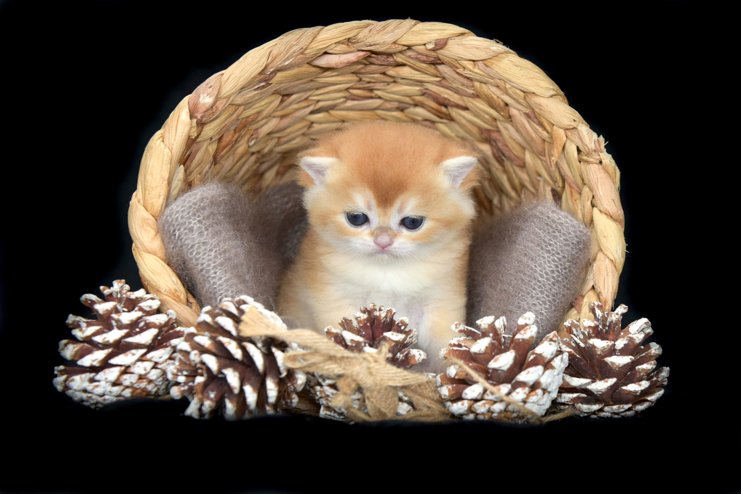 Питомник британских золотых шиншилл в Греции, британские кошки, питомник британских кошек, питомник золотых шиншилл, питомник золотых британцев, британская кошка Кипр, британская золотая шиншилла Лимассол, питомник британских кошек на Кипре