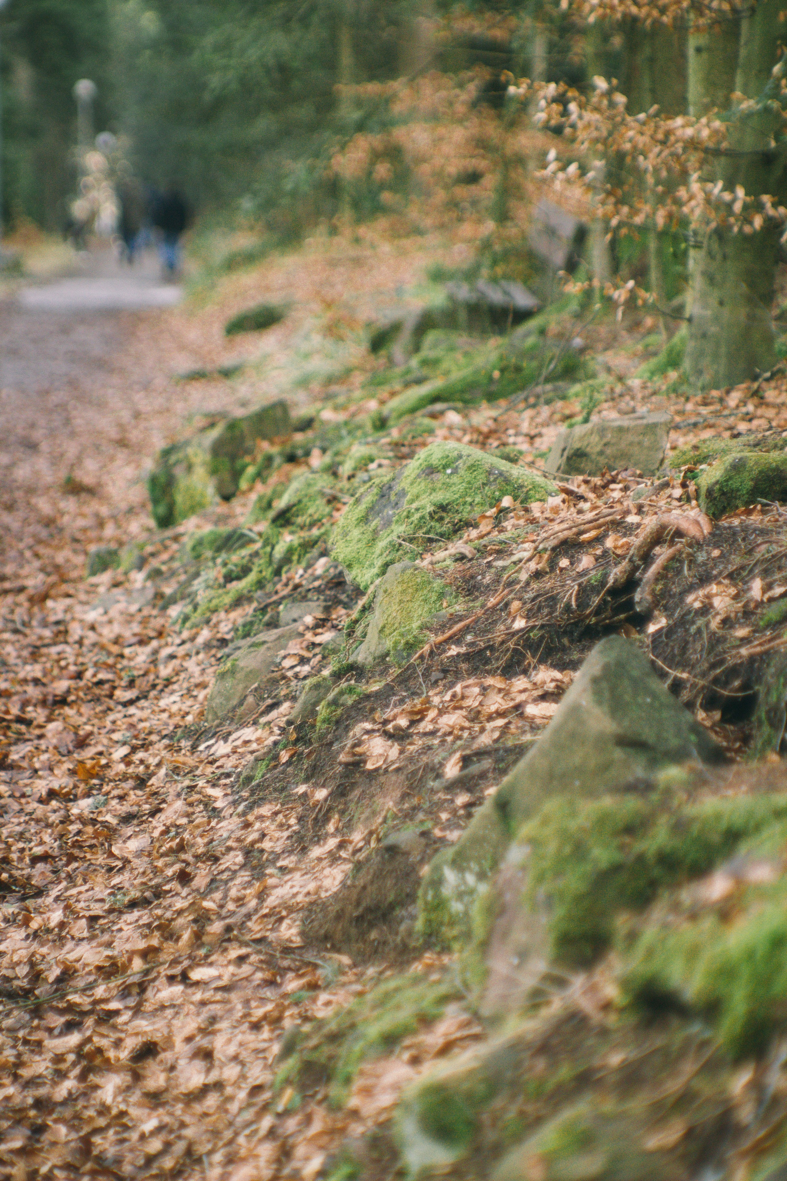 Над вершинами деревьев Baumwipfelpfad. Фотограф в Германии — Мария Чистякова