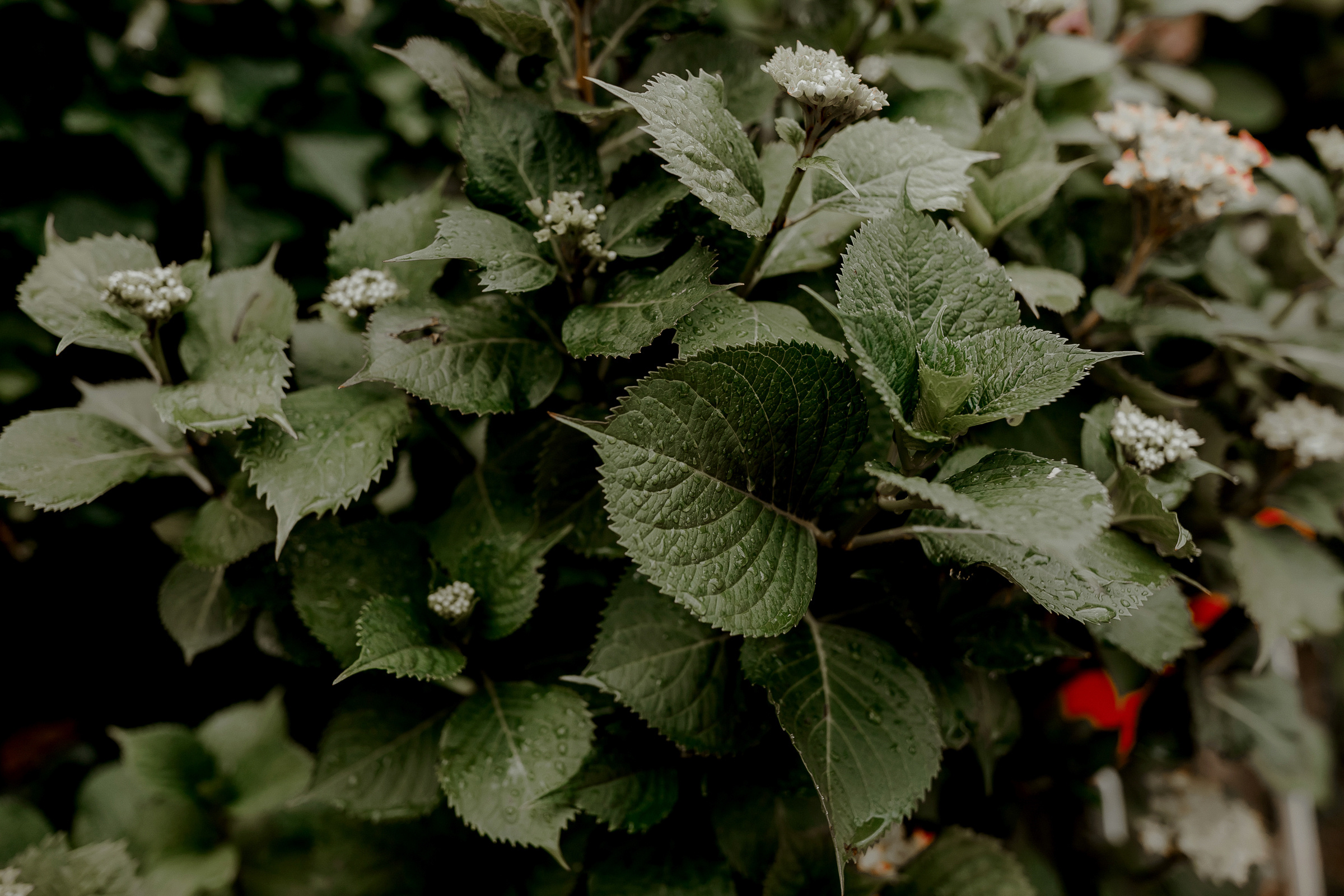 Land of love -Austria-. Servicii Foto Video în Chișinău și Europa ID-Brothers