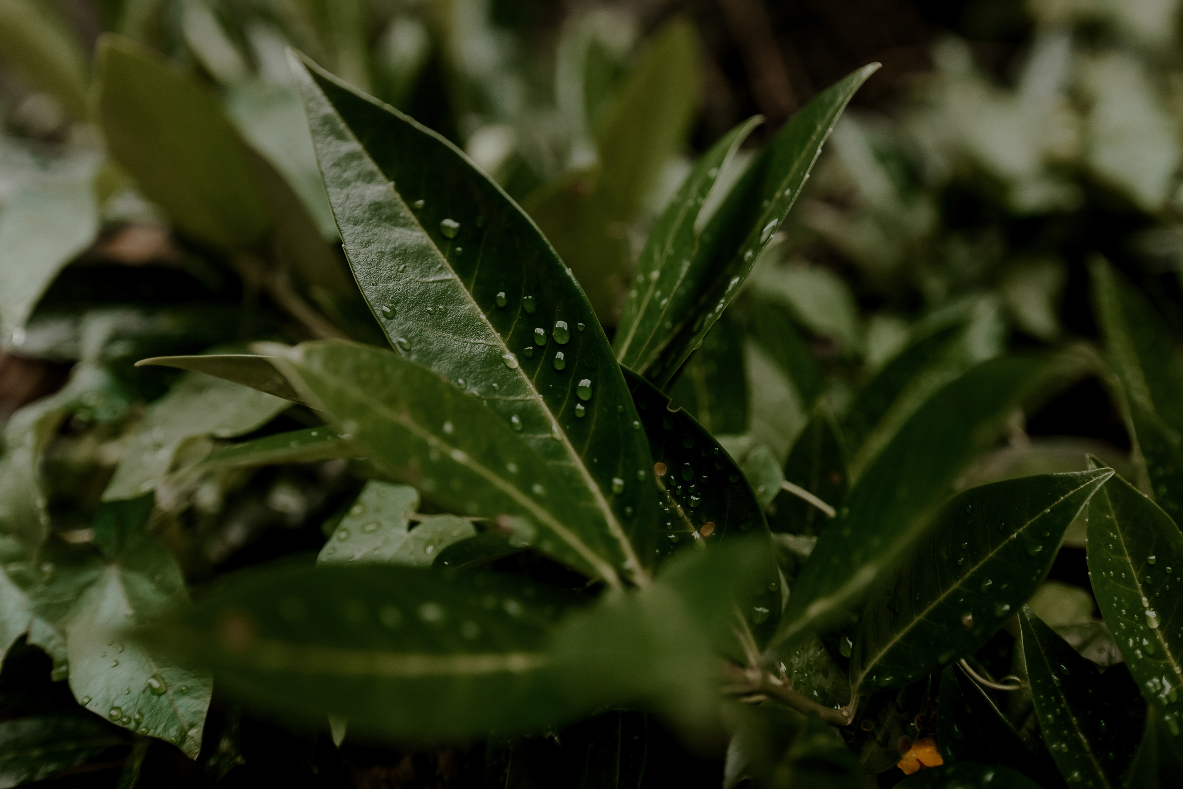 Land of love -Austria-. Servicii Foto Video în Chișinău și Europa ID-Brothers