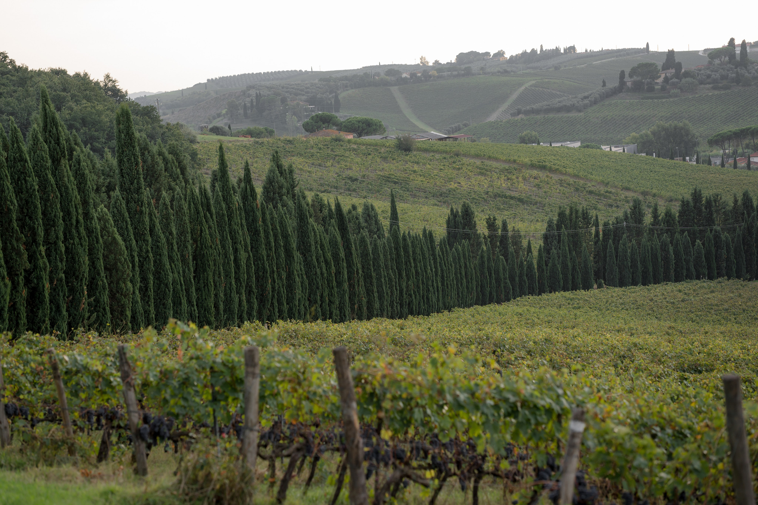 Dom&Ally. Wedding photographer Italy