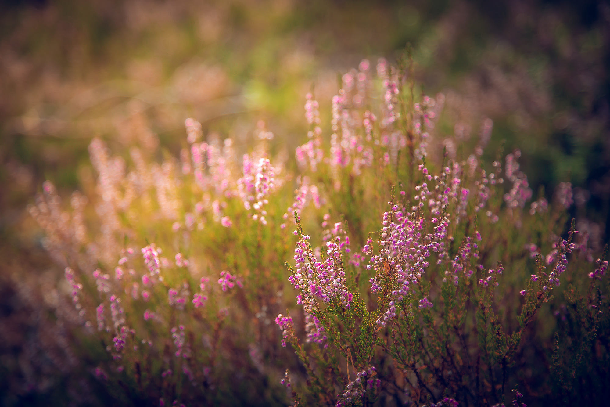 Luontokuvat. Kinosura Creative Studio Helsingissa ja Kuopiossa