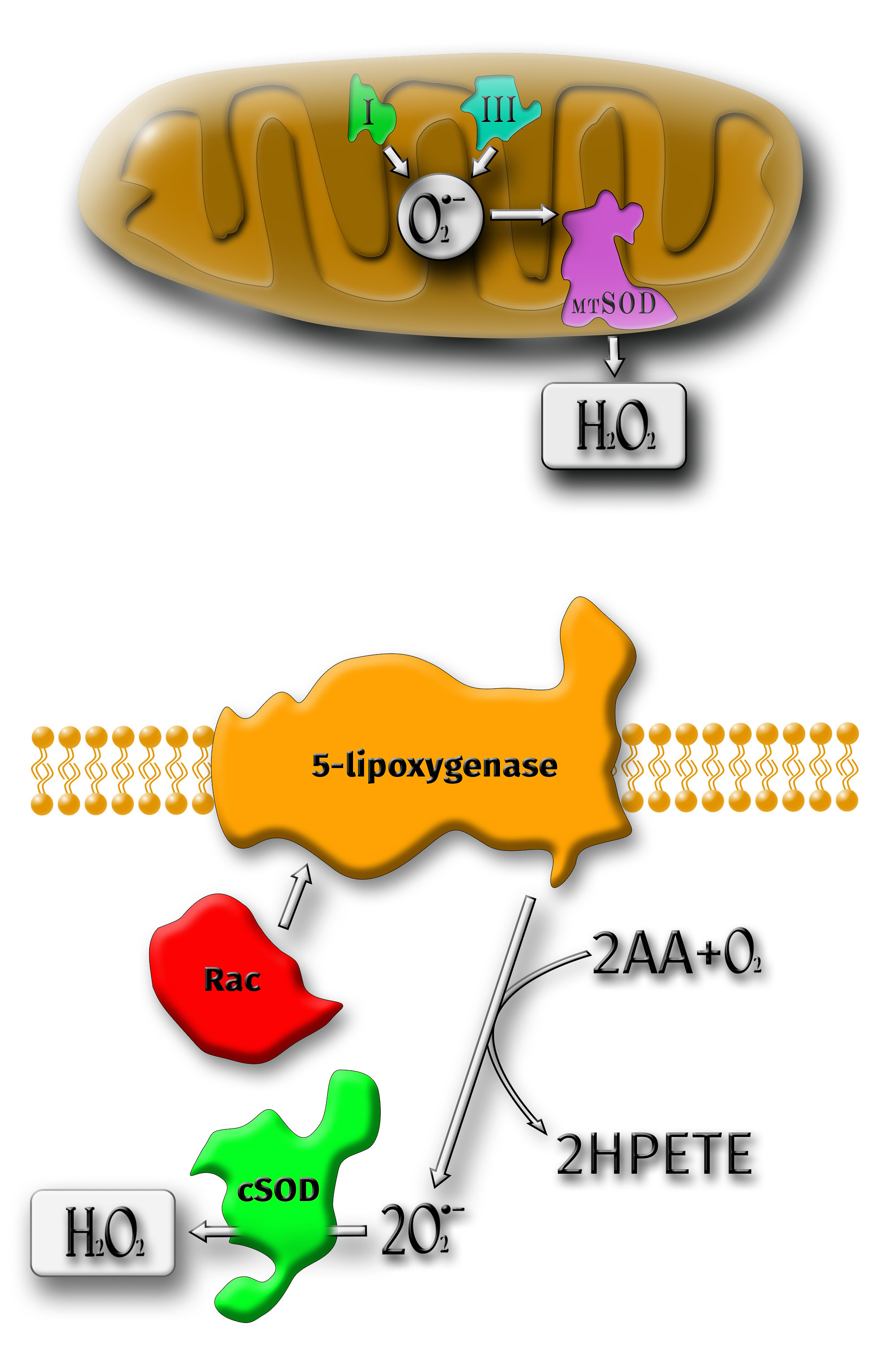 Graafinen suunnittelu. Kinosura Creative Studio Helsingissa ja Kuopiossa