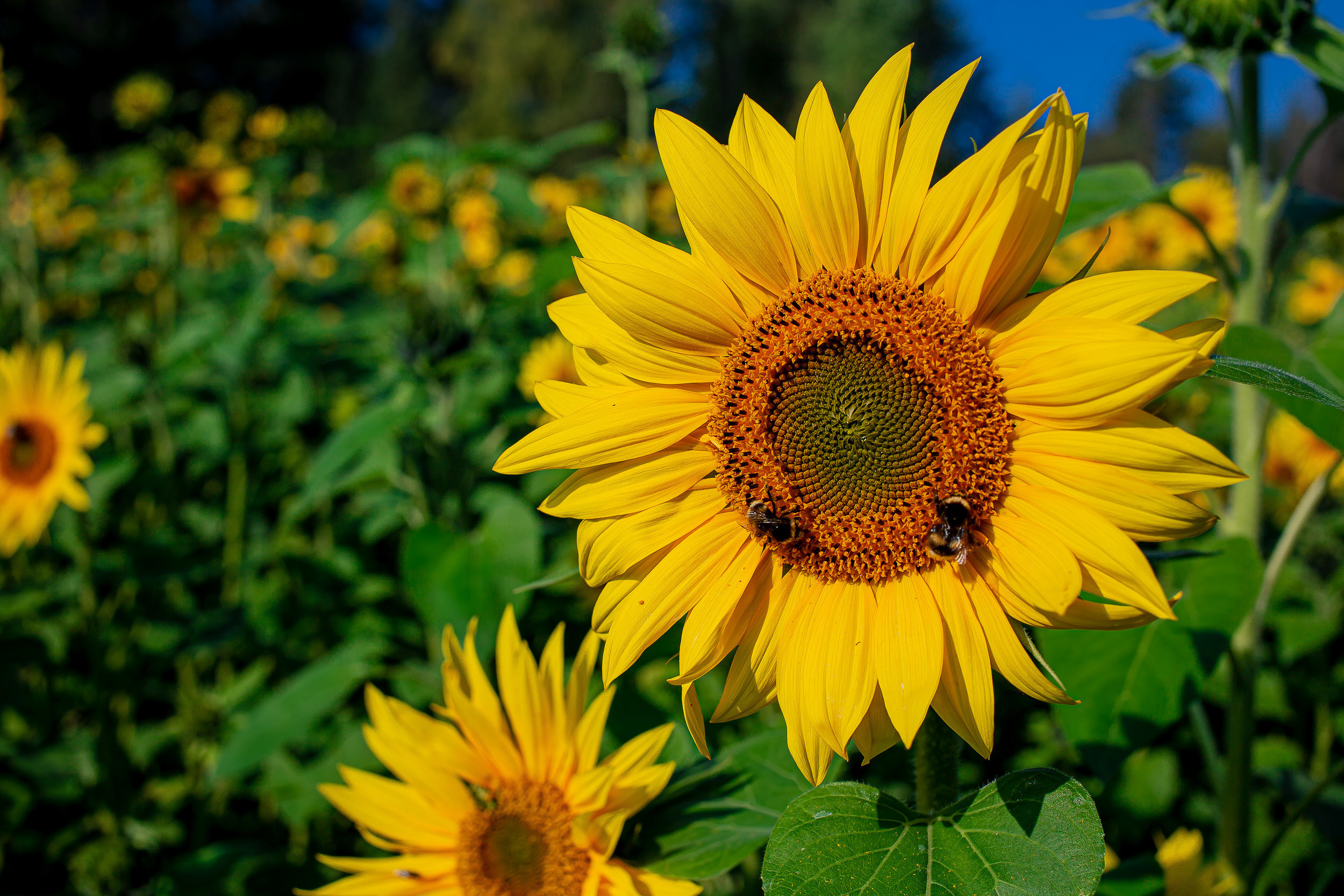 Luontokuvat. Kinosura Creative Studio Helsingissa ja Kuopiossa