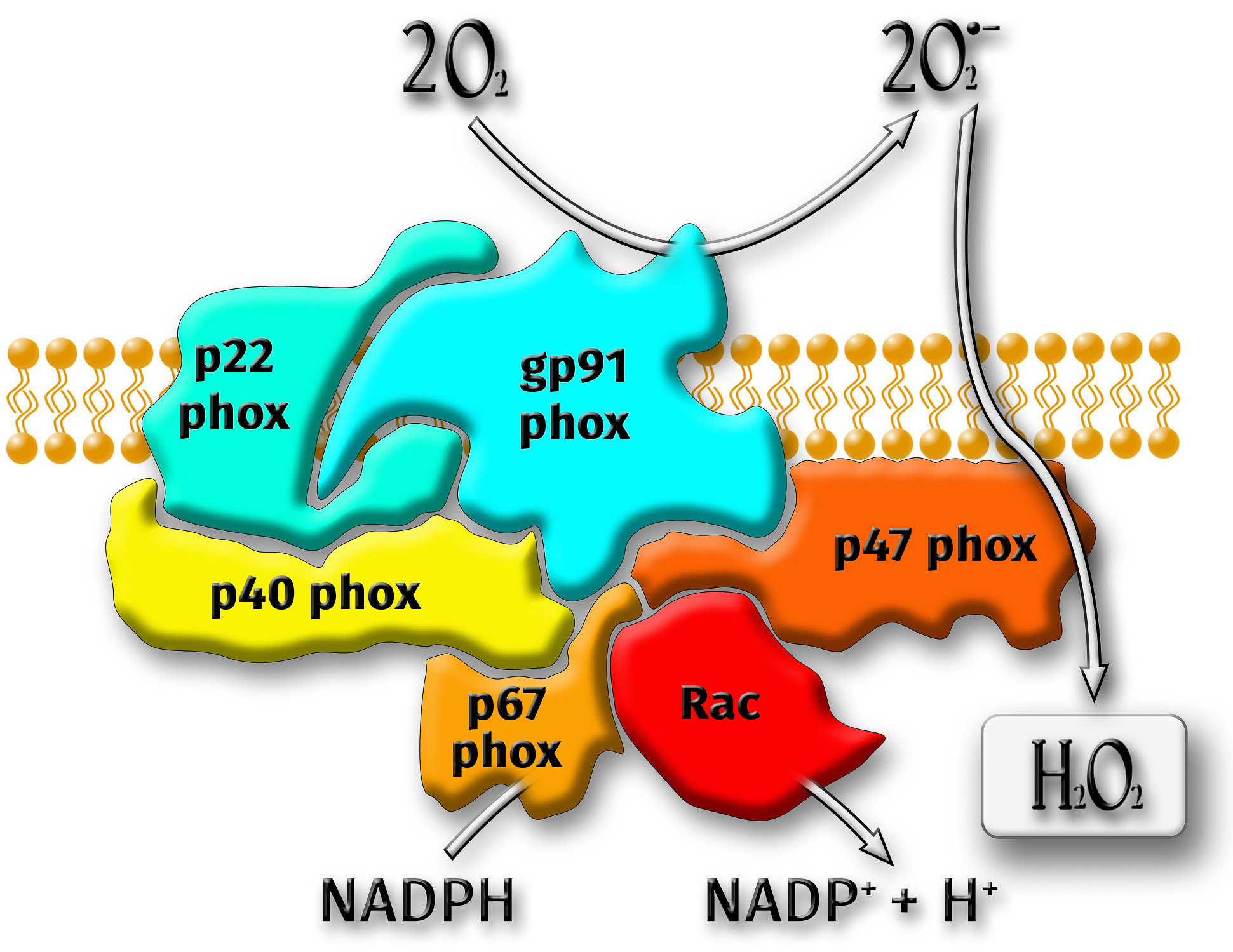 Graafinen suunnittelu. Kinosura Creative Studio Helsingissa ja Kuopiossa