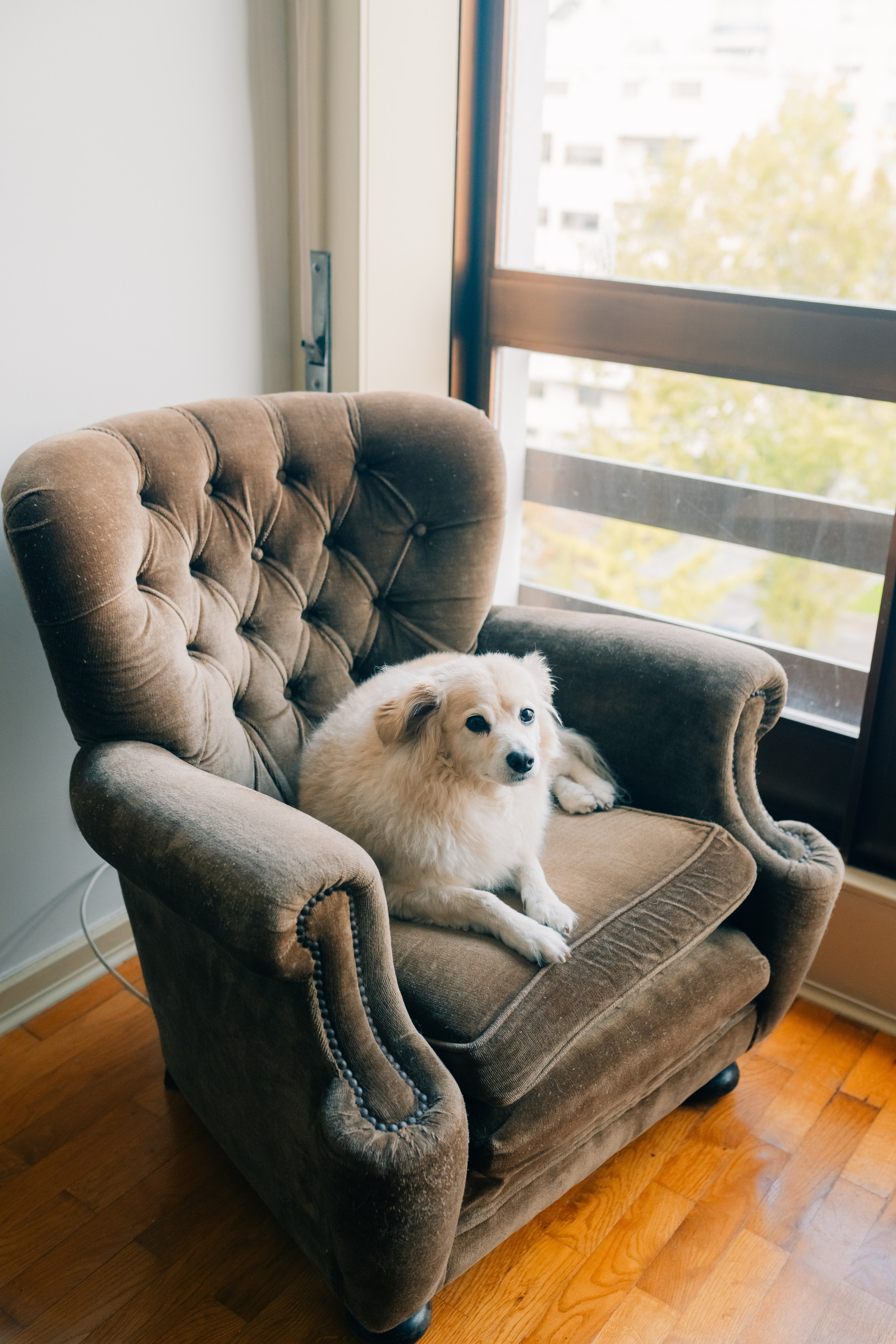 Dani & Rui at their apartment. Мария Шер. Профессиональный фотограф в городе Порту, Португалия