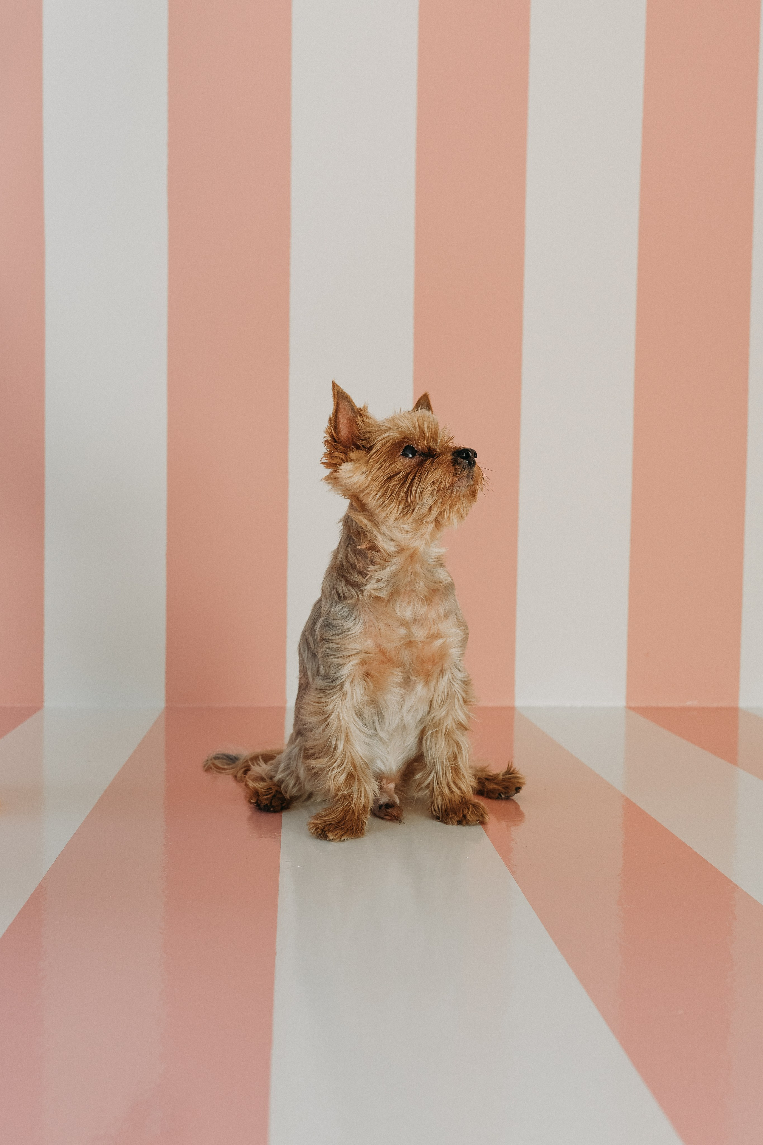 Wallun perhe. Wedding and portrait photographer in Helsinki Vickan O