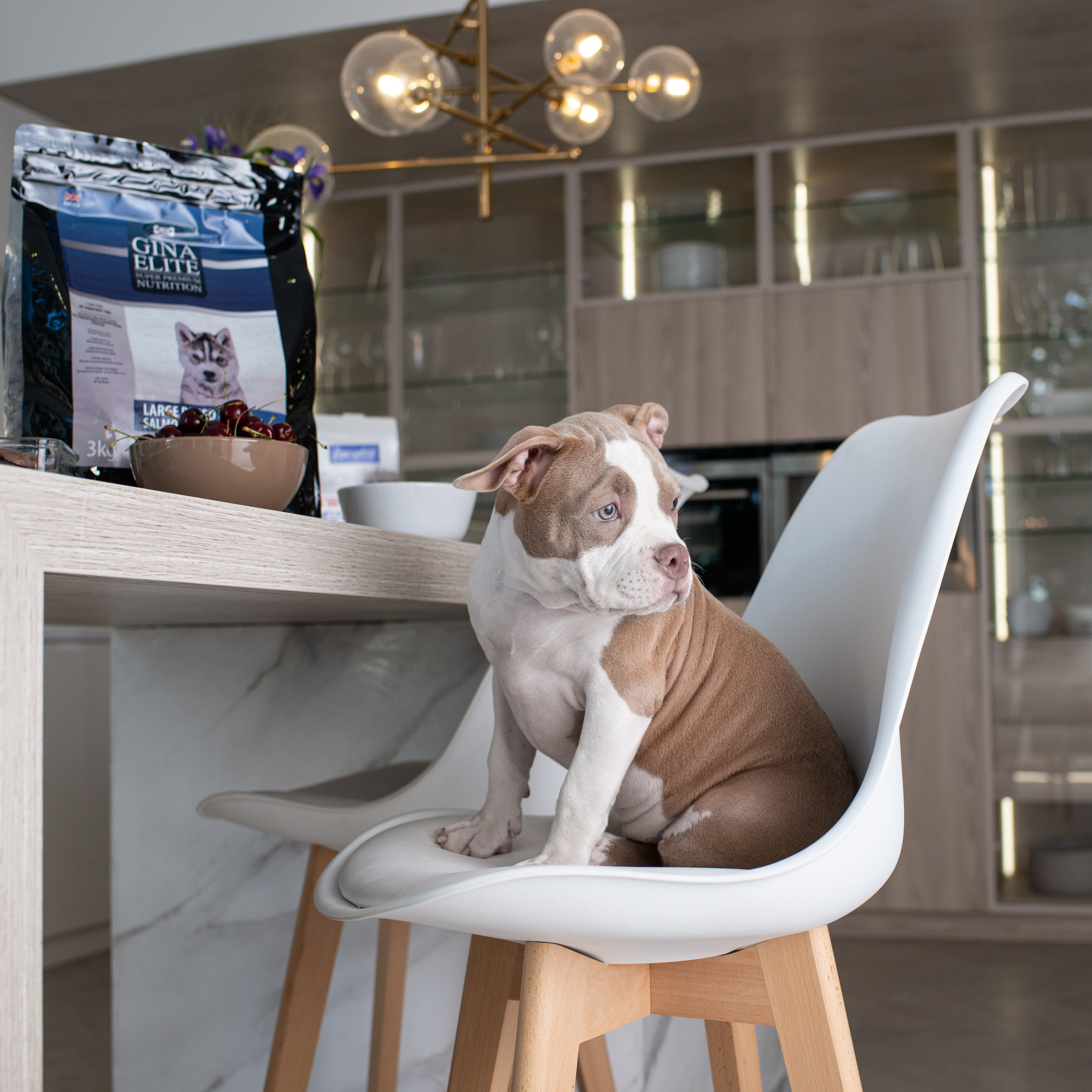 Коммерческая и рекламная съёмка с участием животных. Фотограф в Белграде Таня Асфирь