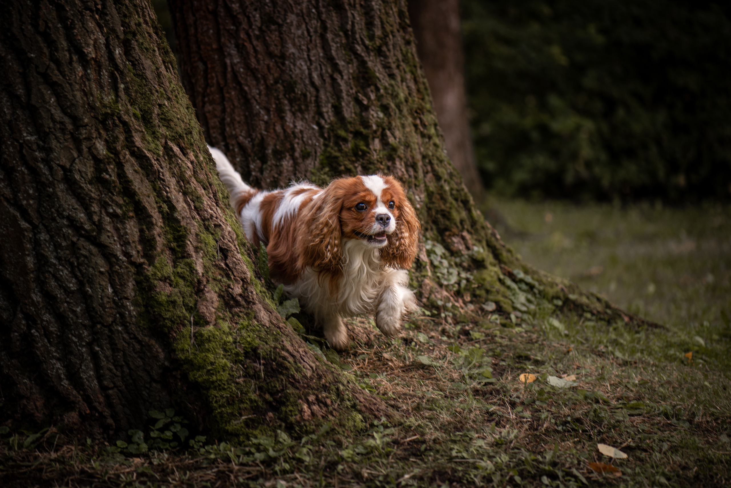 Фотопрогулки с собакой. Фотограф в Белграде Таня Асфирь
