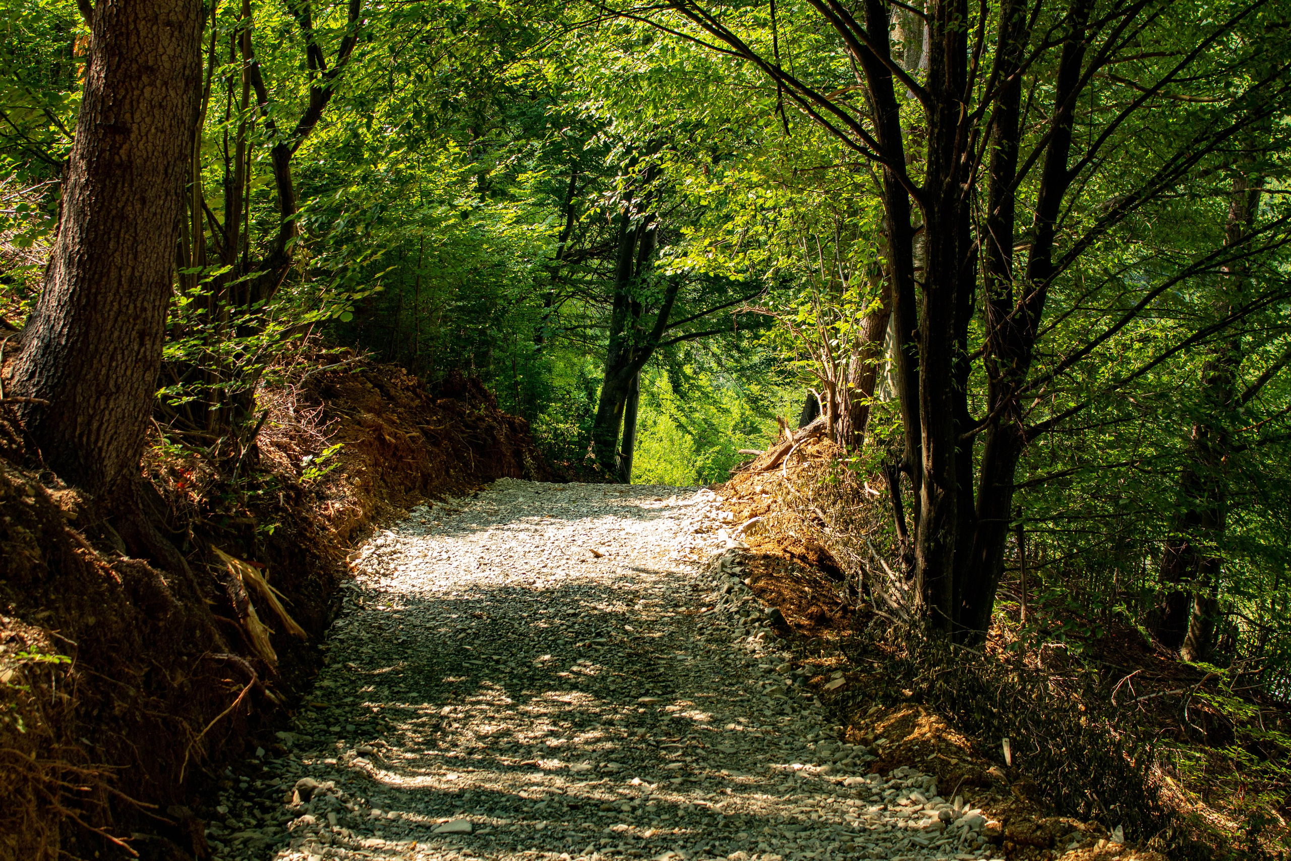 Forest trail with sun rays filtering through dense green foliage.