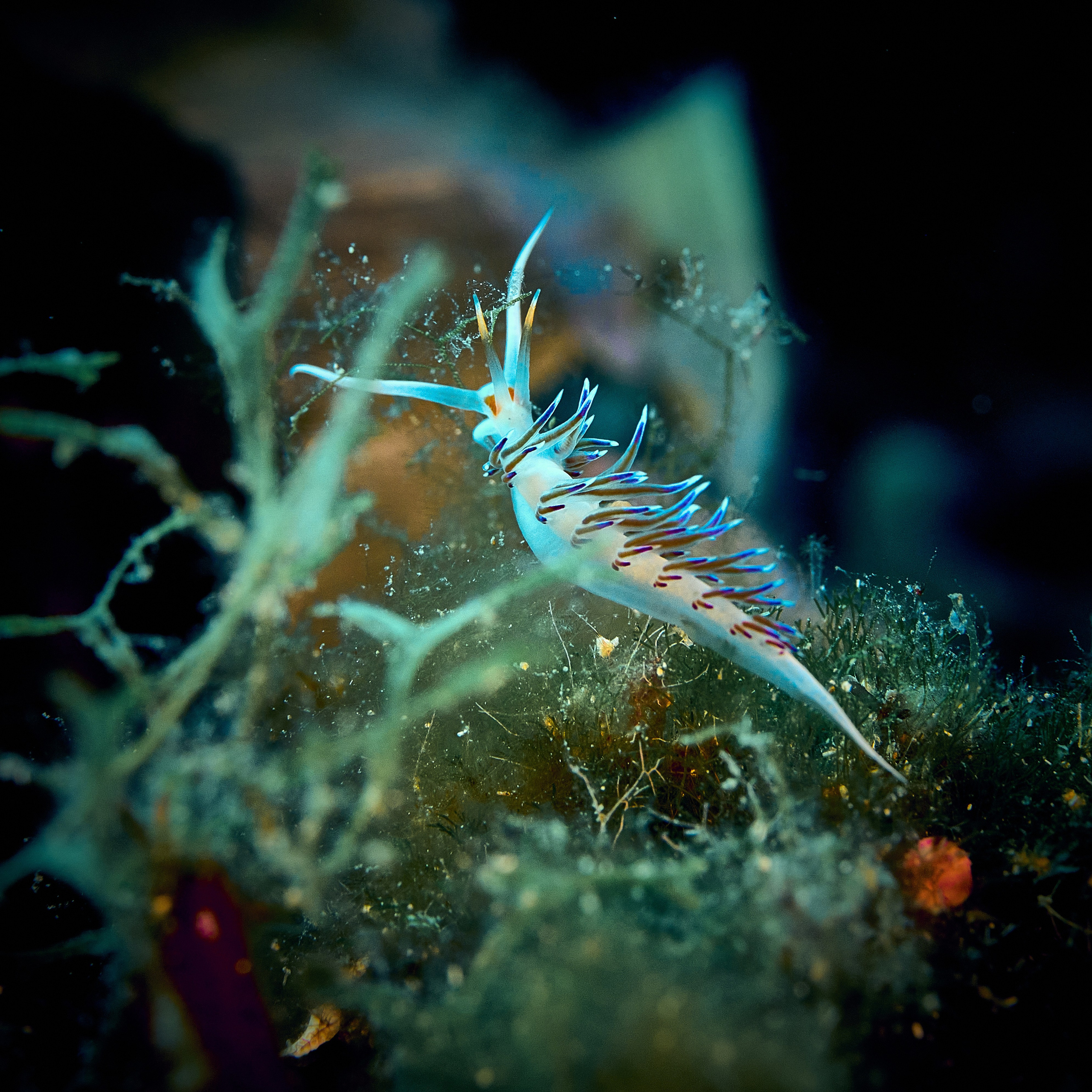 Fotograf podwodny Andriej Szypiłow - Fauna i flora Czerwonego i Adriatyckiego Mórz. Andriej Szypilow - Fotografia & Wideografia