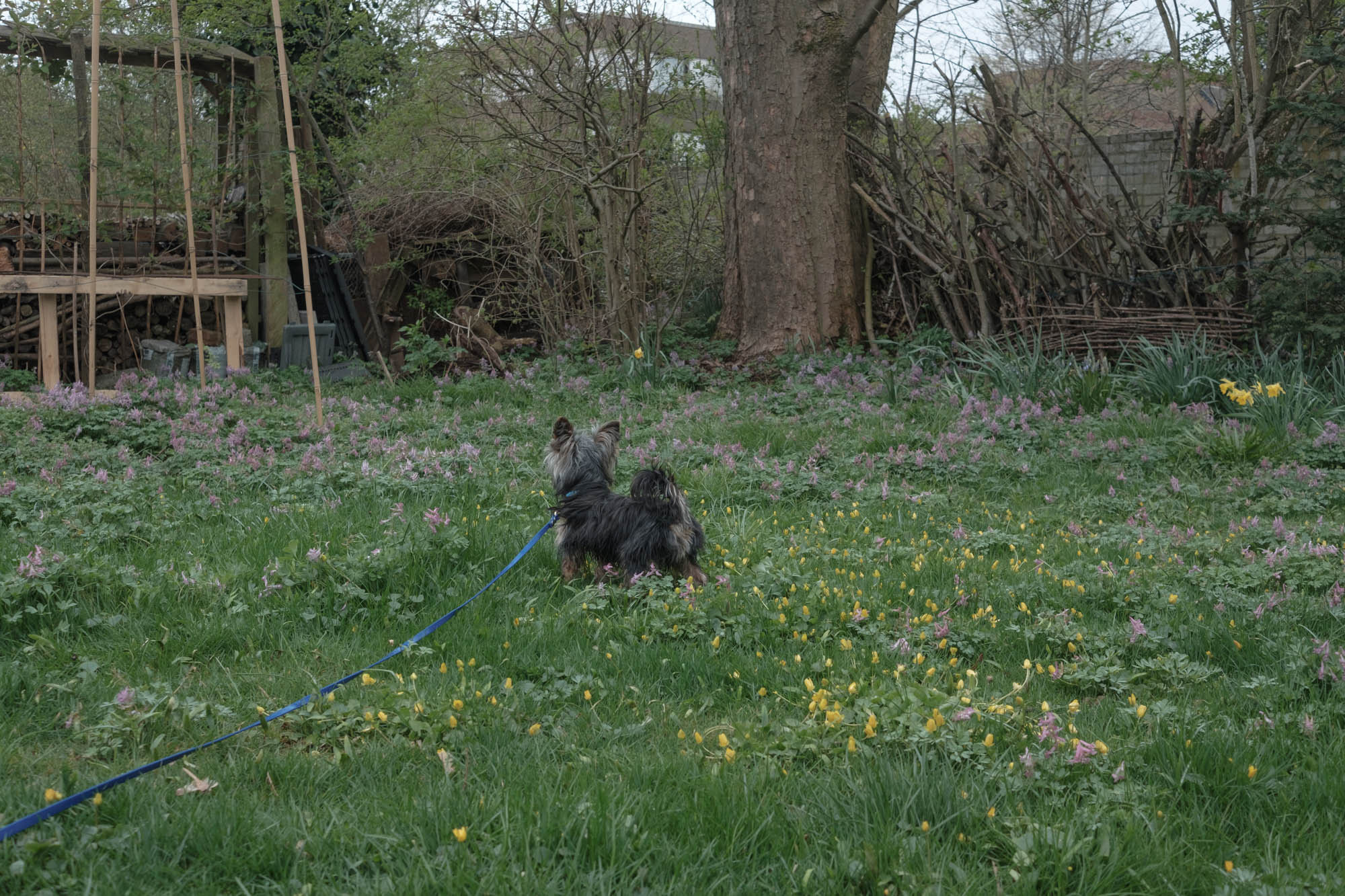 Richard, Sabrina’s dog. Sabrina’s family brought Richard with them from Kiev, April, 2022