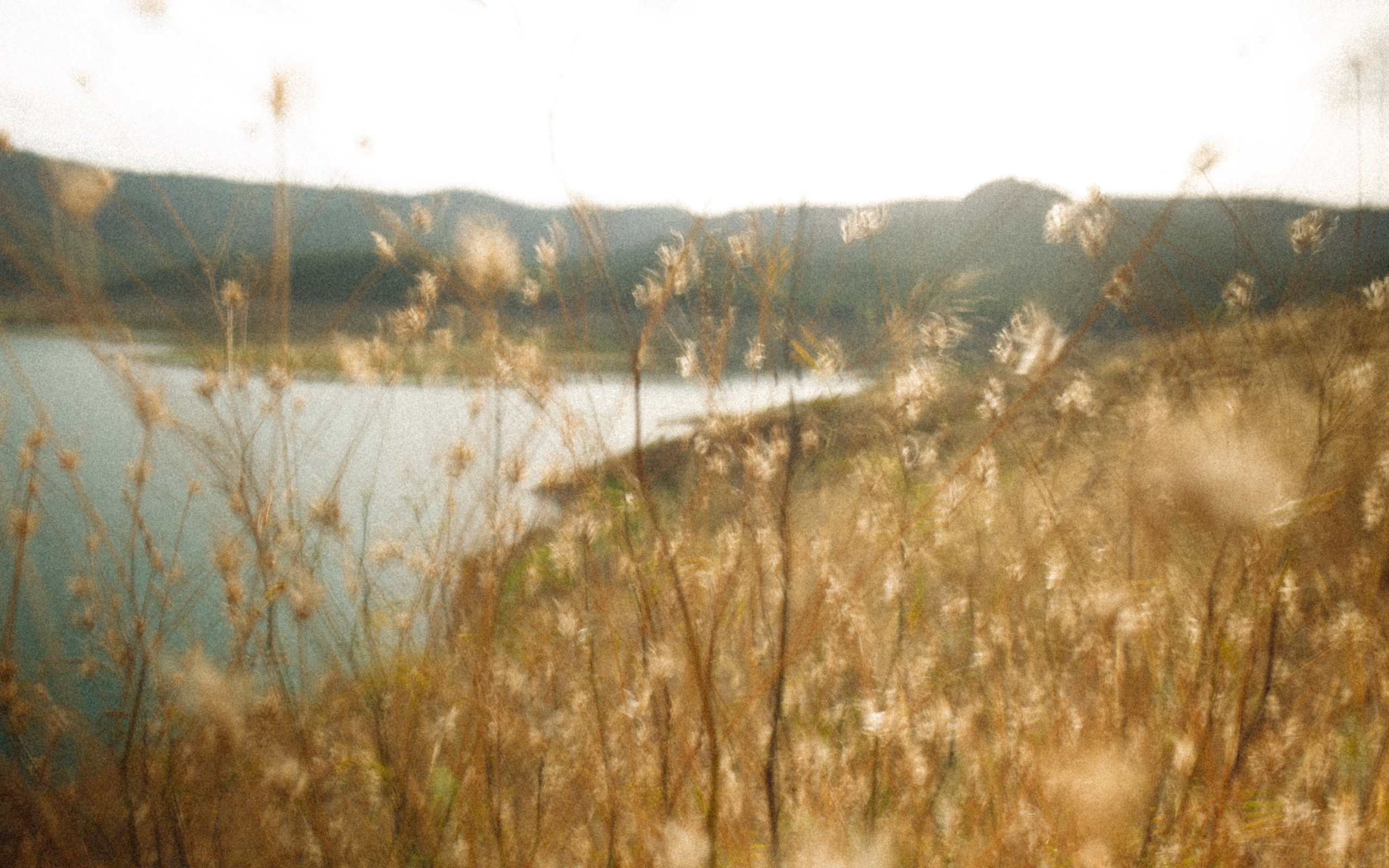 A warm-toned landscape of a field glowing in late sunlight
