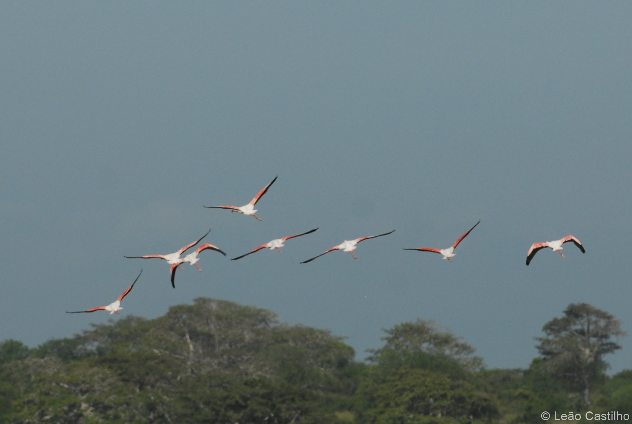 Photos of animals. Simbahalu