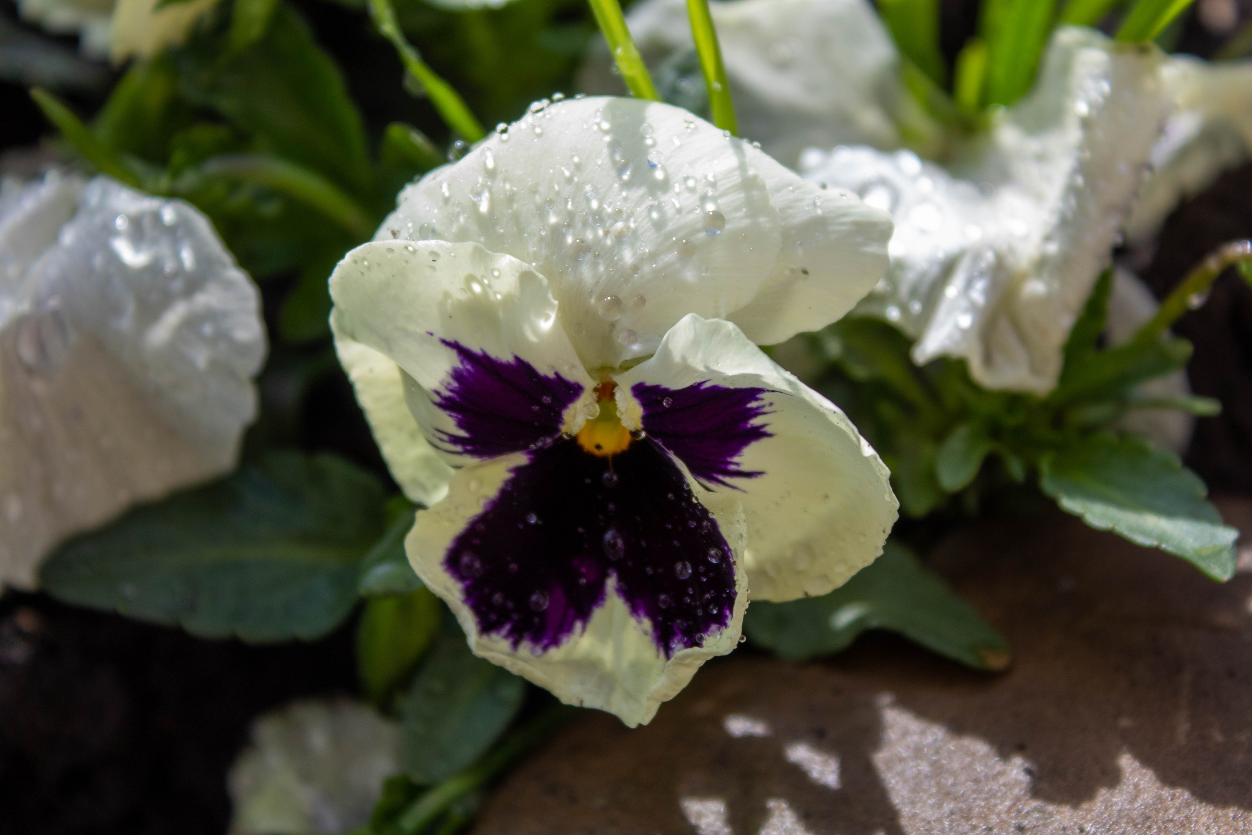 Close-up of a pale green and purple pansy flower with detailed petal texture.