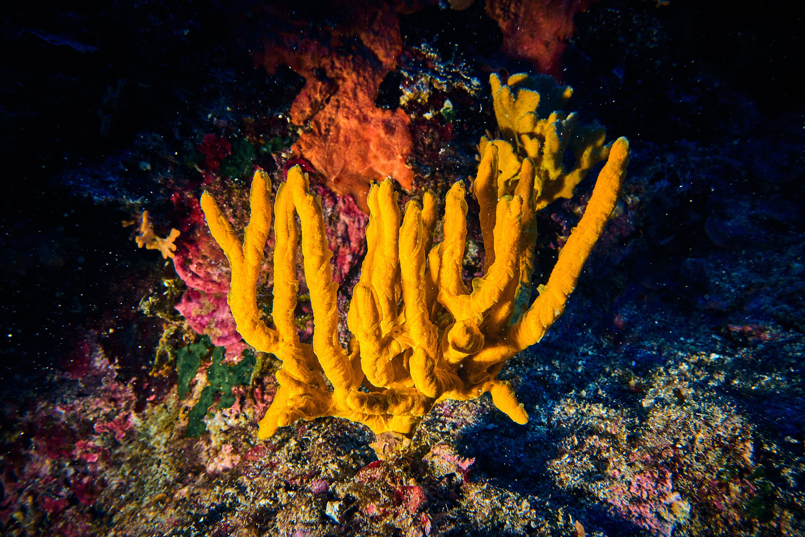 Fotograf podwodny Andriej Szypiłow - Fauna i flora Czerwonego i Adriatyckiego Mórz. Andriej Szypilow - Fotografia & Wideografia