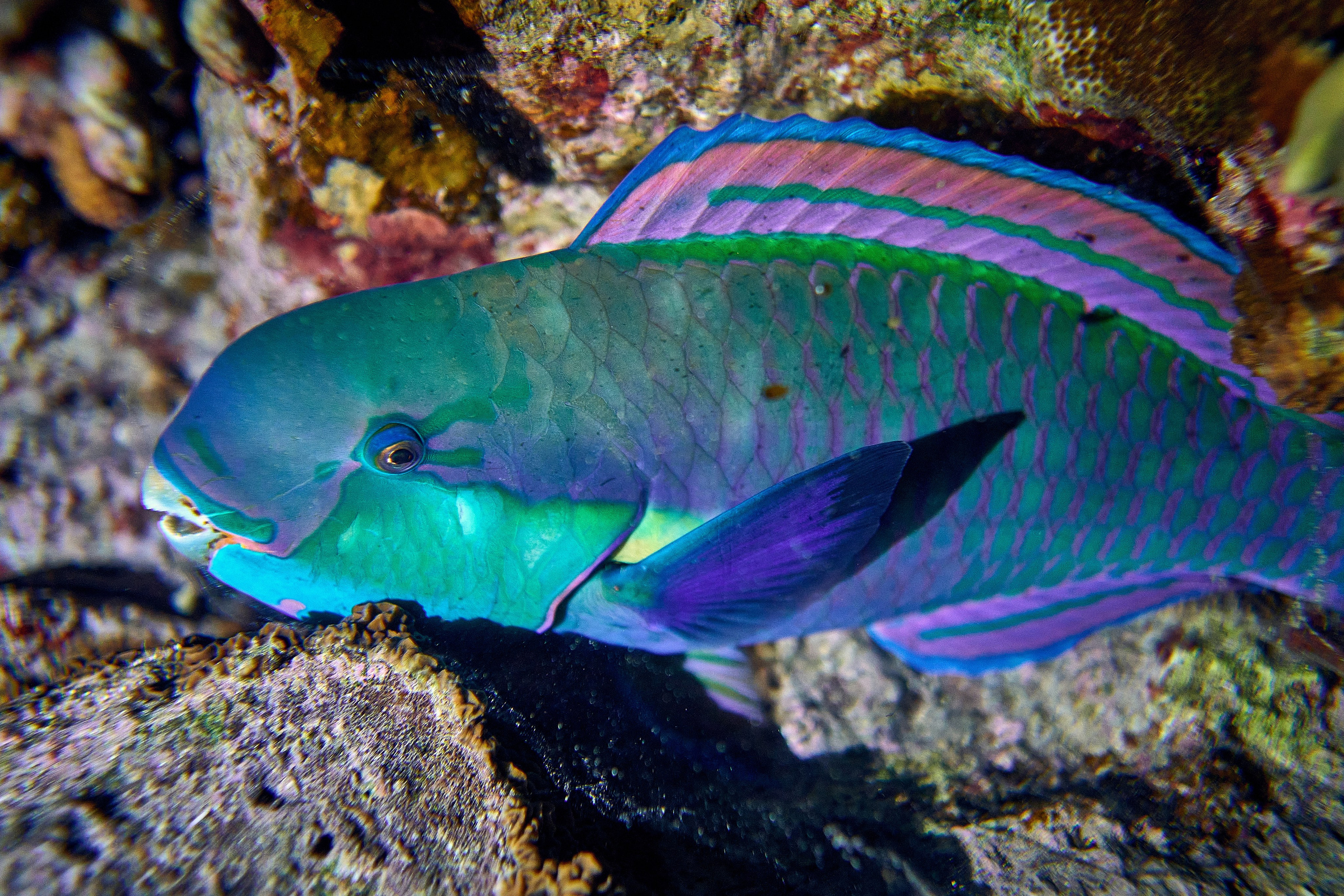 2023-11 - Diving Safari Deep South Egypt. Андрей Шипилов — Фотография & Видеография