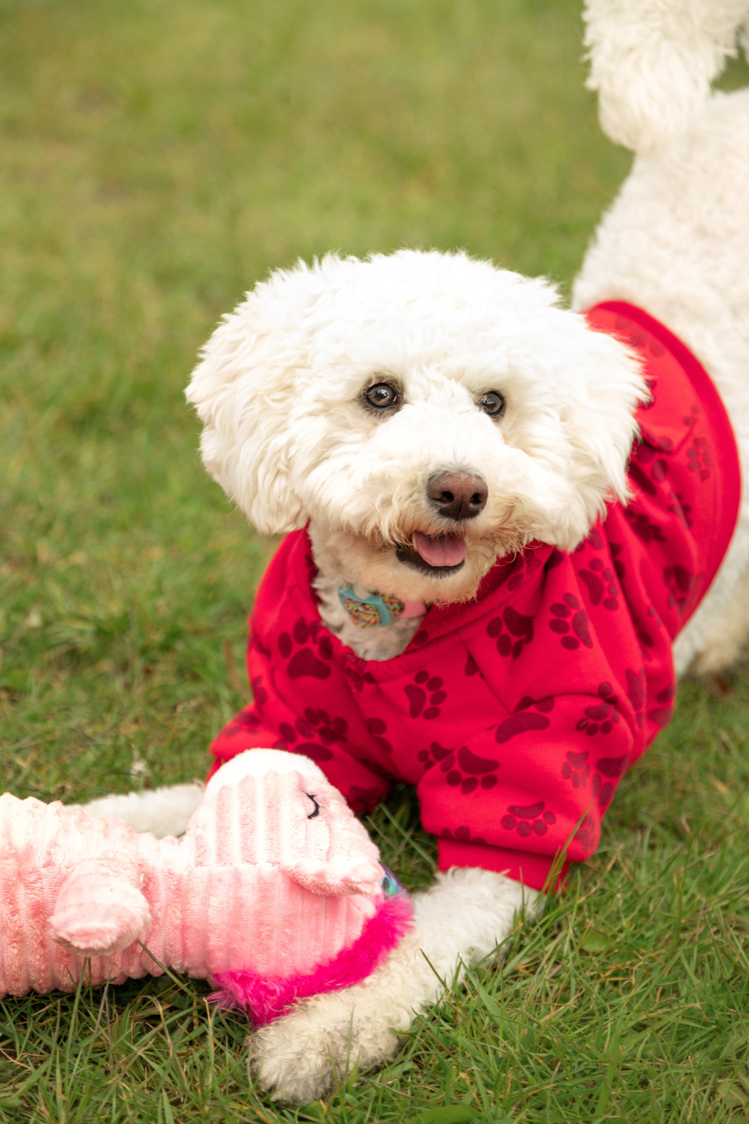 Pets photographer based in Stevenage, Hertfordshire. Stevenage, Hertfordshire family, maternity and newborn photographer