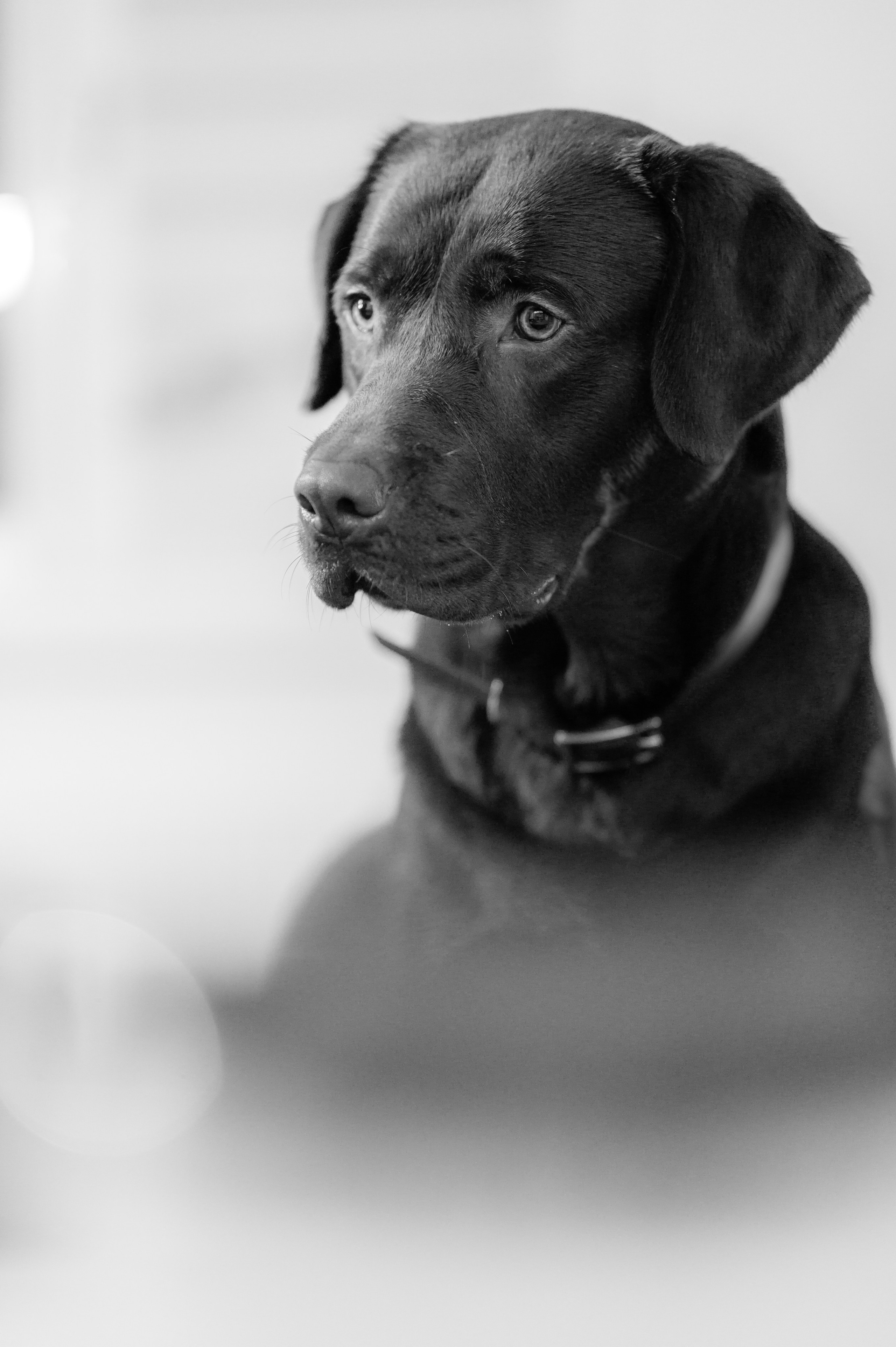 Unvergessliches Winter-Hundeshooting im Erzgebirge. RawPeek