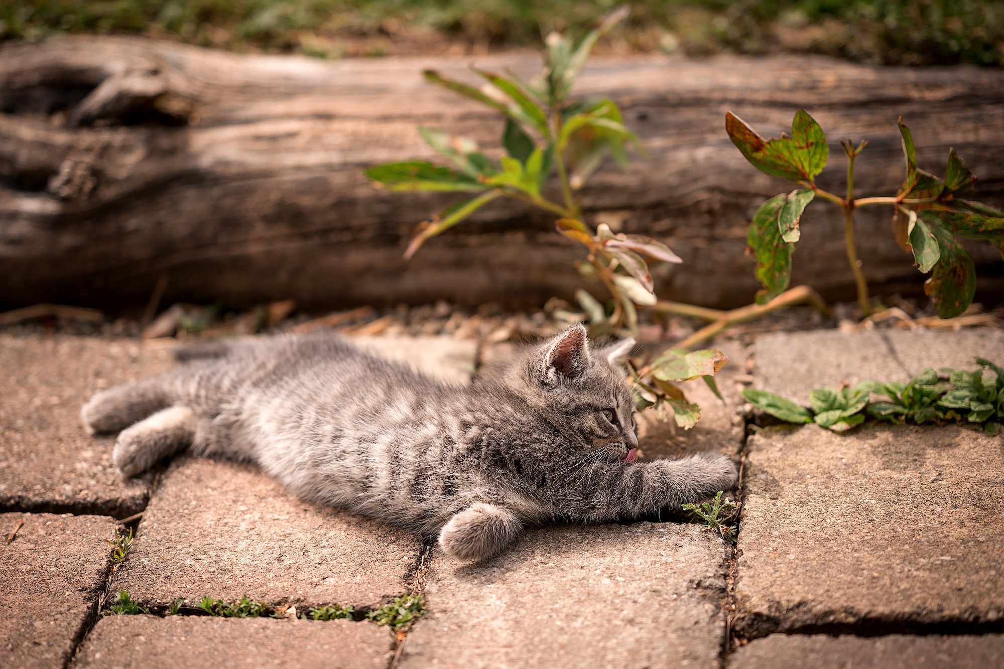 Tiere. Kinder- & Familienfotograf in Gaildorf und Umgebung Valentina Vogel