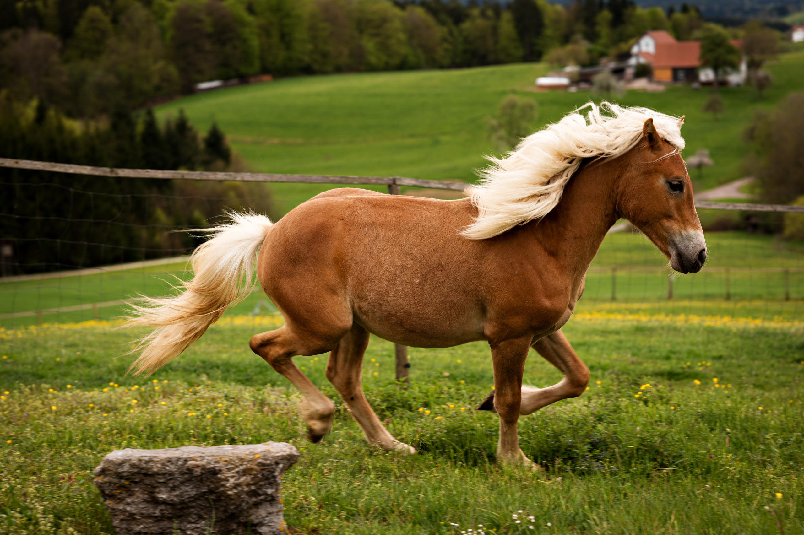 Tiere. Kinder- & Familienfotograf in Gaildorf und Umgebung Valentina Vogel