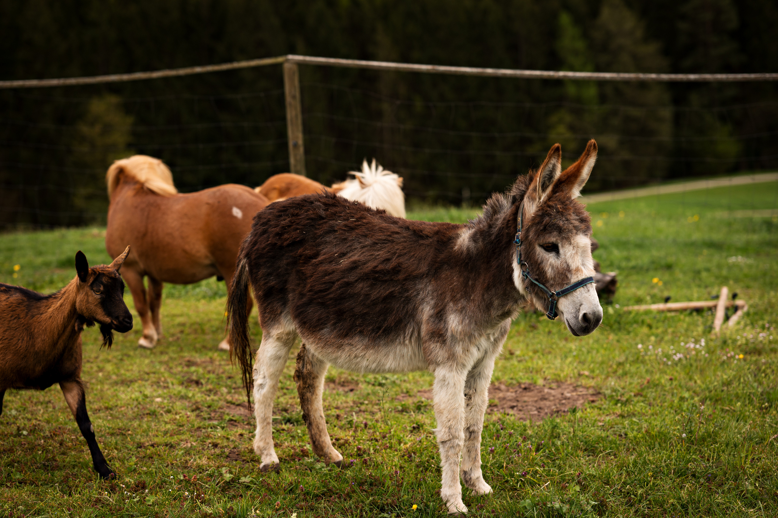 Tiere. Kinder- & Familienfotograf in Gaildorf und Umgebung Valentina Vogel
