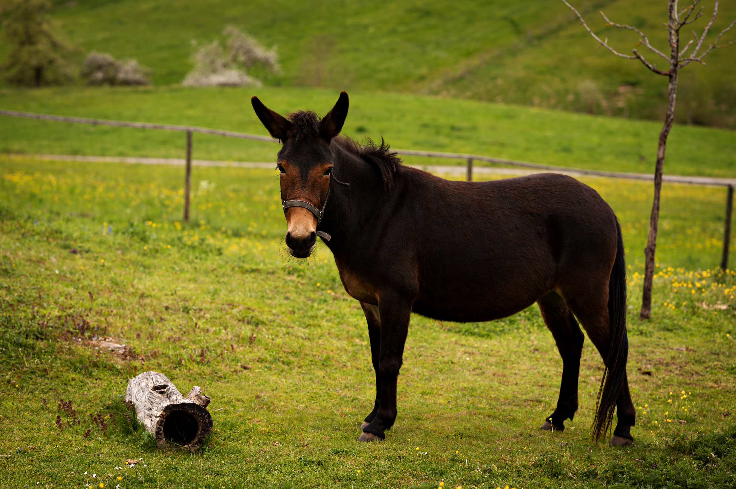 Tiere. Kinder- & Familienfotograf in Gaildorf und Umgebung Valentina Vogel