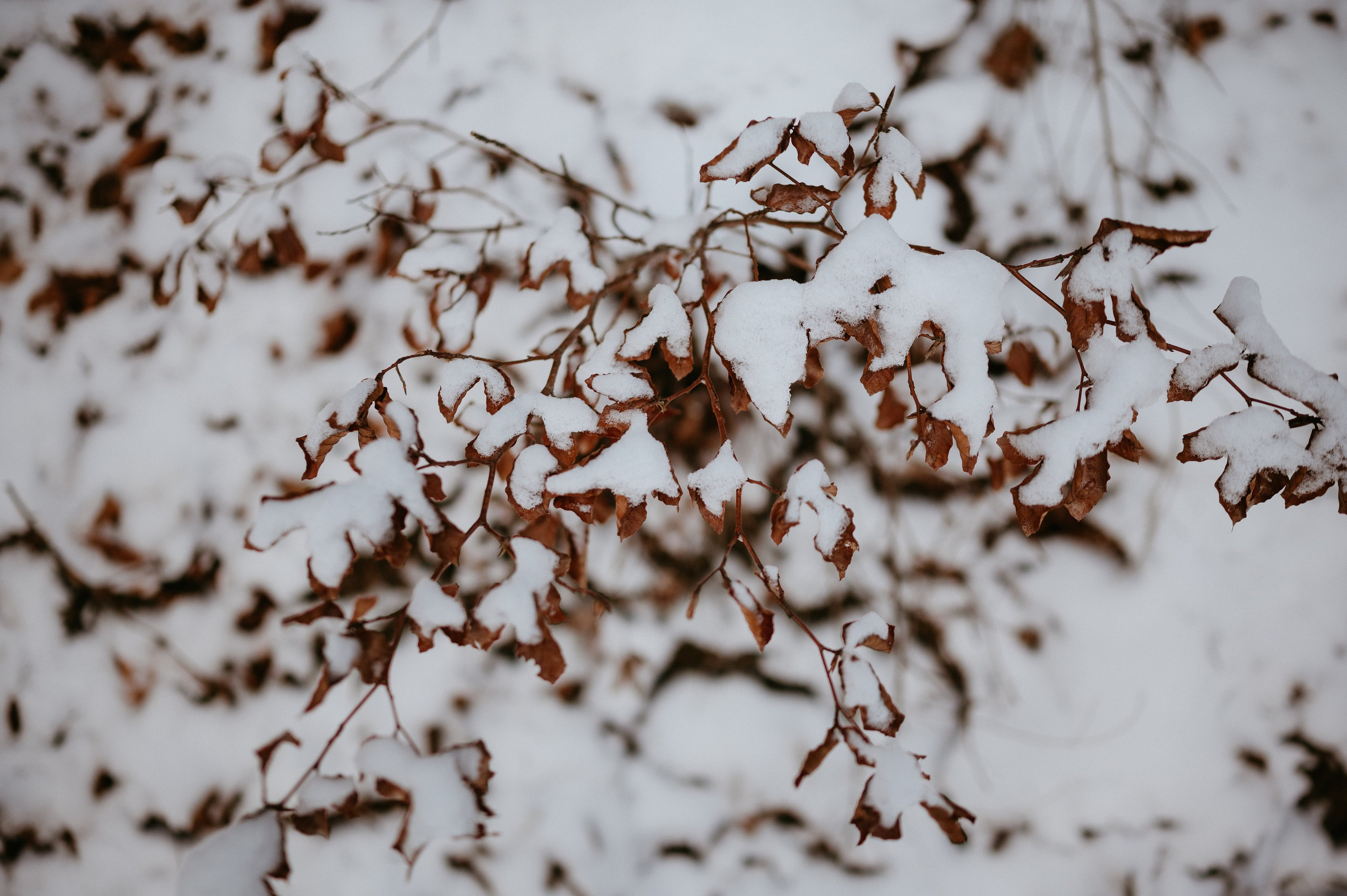 Ședință Foto de Familie la Munte – Fotografii de Iarnă în Lupcina. Valentin Melen - fotograf de nunta 🤍