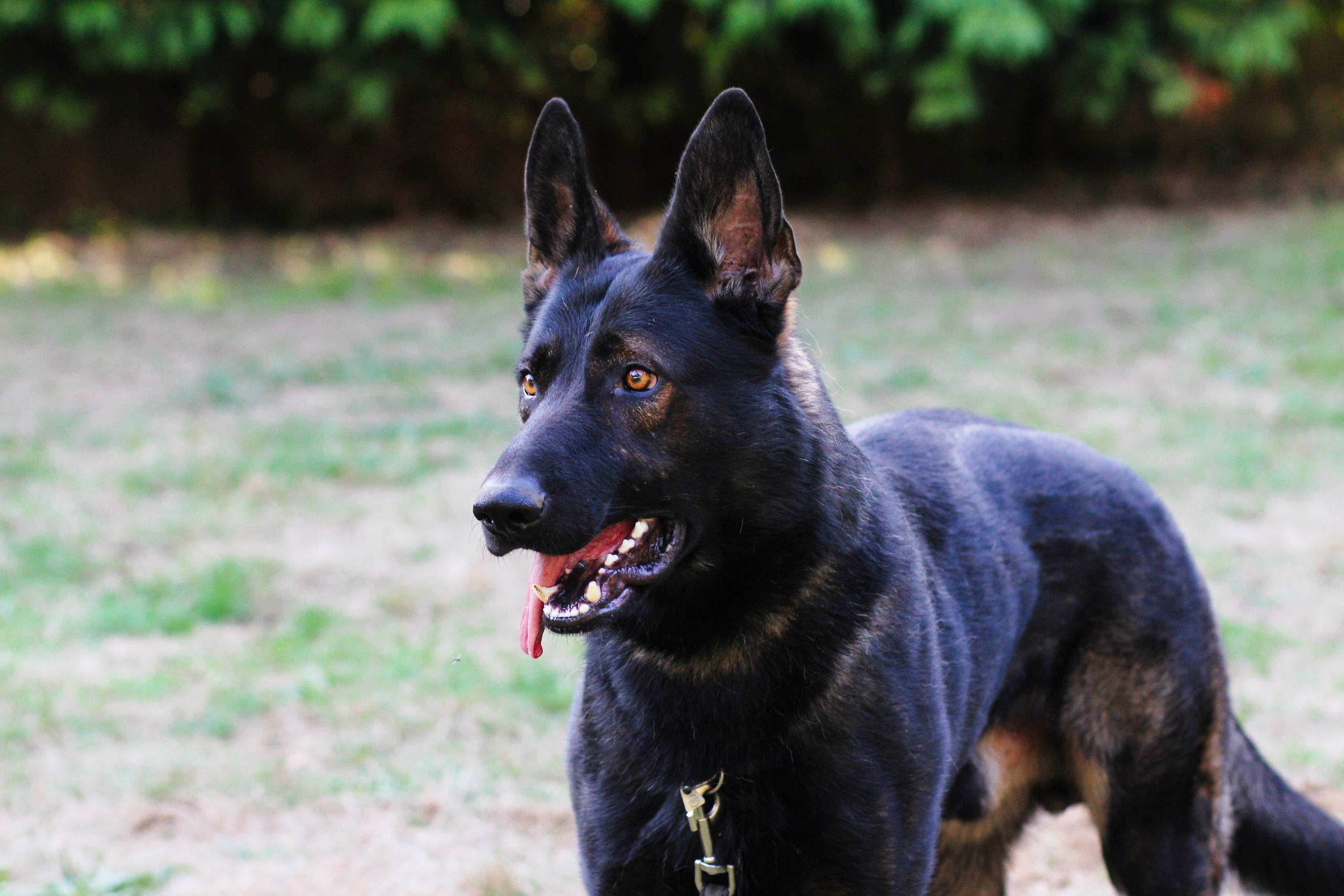 Sesiones fotográficas a mascotas. RabelByCris Fotógrafa en Coruña de Eventos, sesiones, mascotas