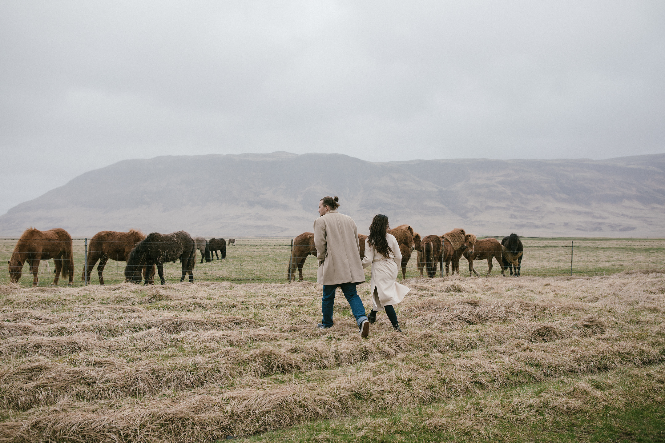 Walking near Icelandic horses for engagement photography