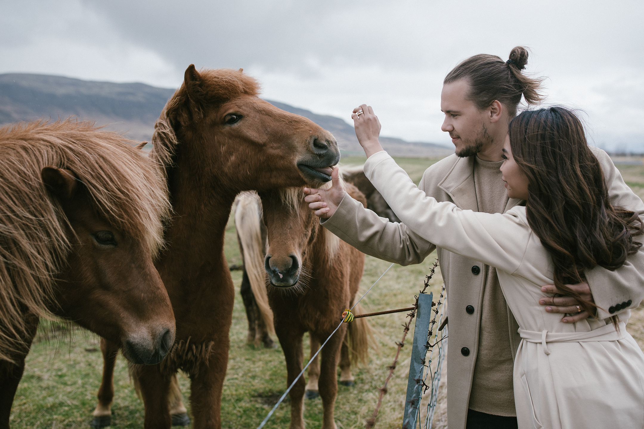 Feeding Icelandic horses during wedding photography session