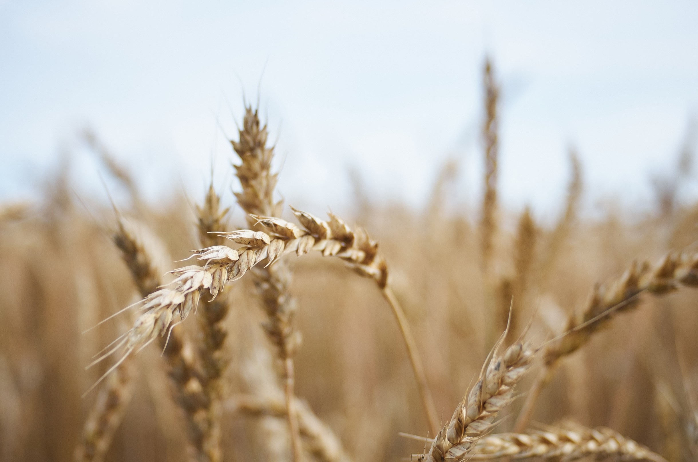 Nature & Wildlife. Yuri Popkov | Photographer