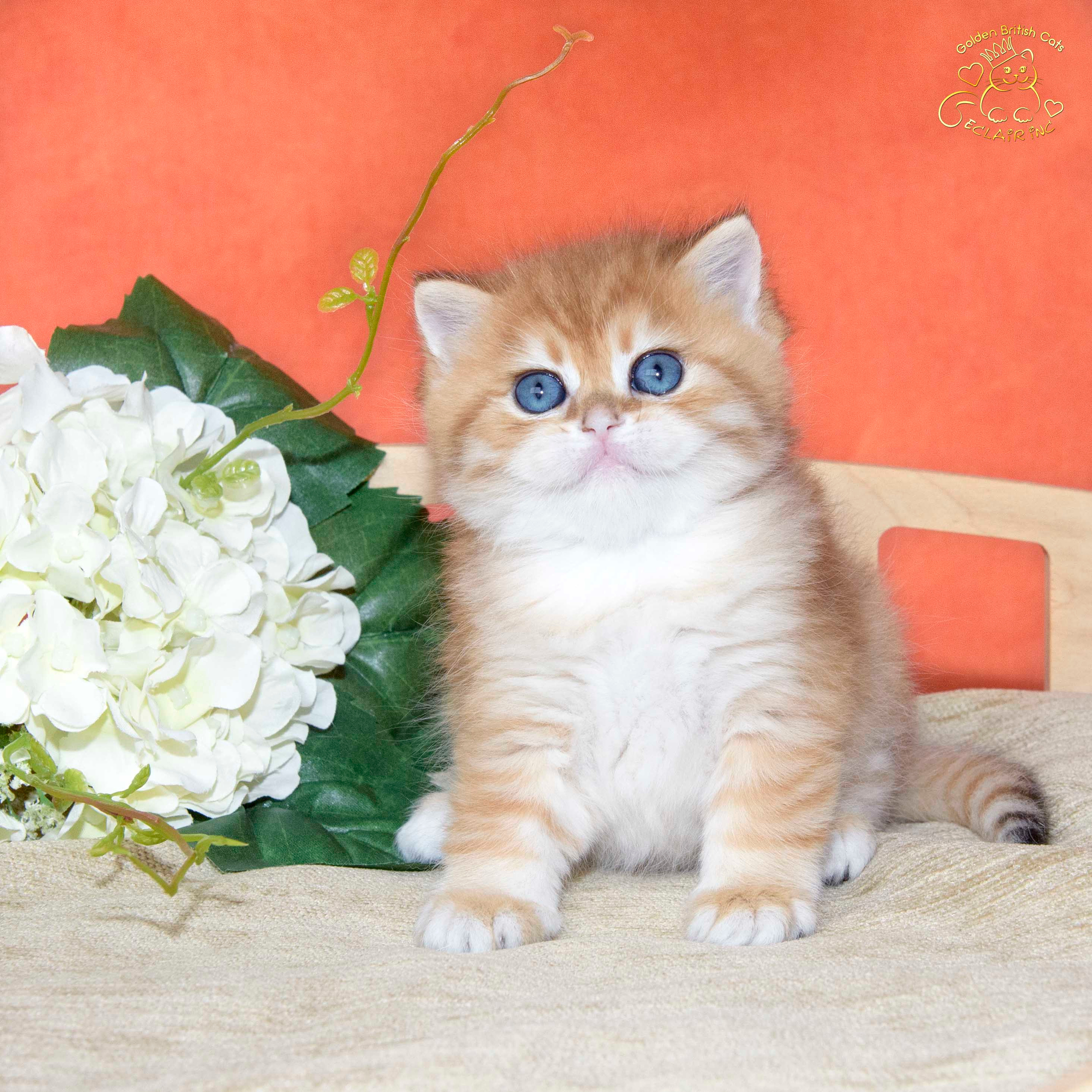 британские котята цена, купить британского котёнка, питомник золотых британцев, питомник золотых британских шиншилл, питомник британских шиншилл Краснодар, питомник британских кошек Краснодар