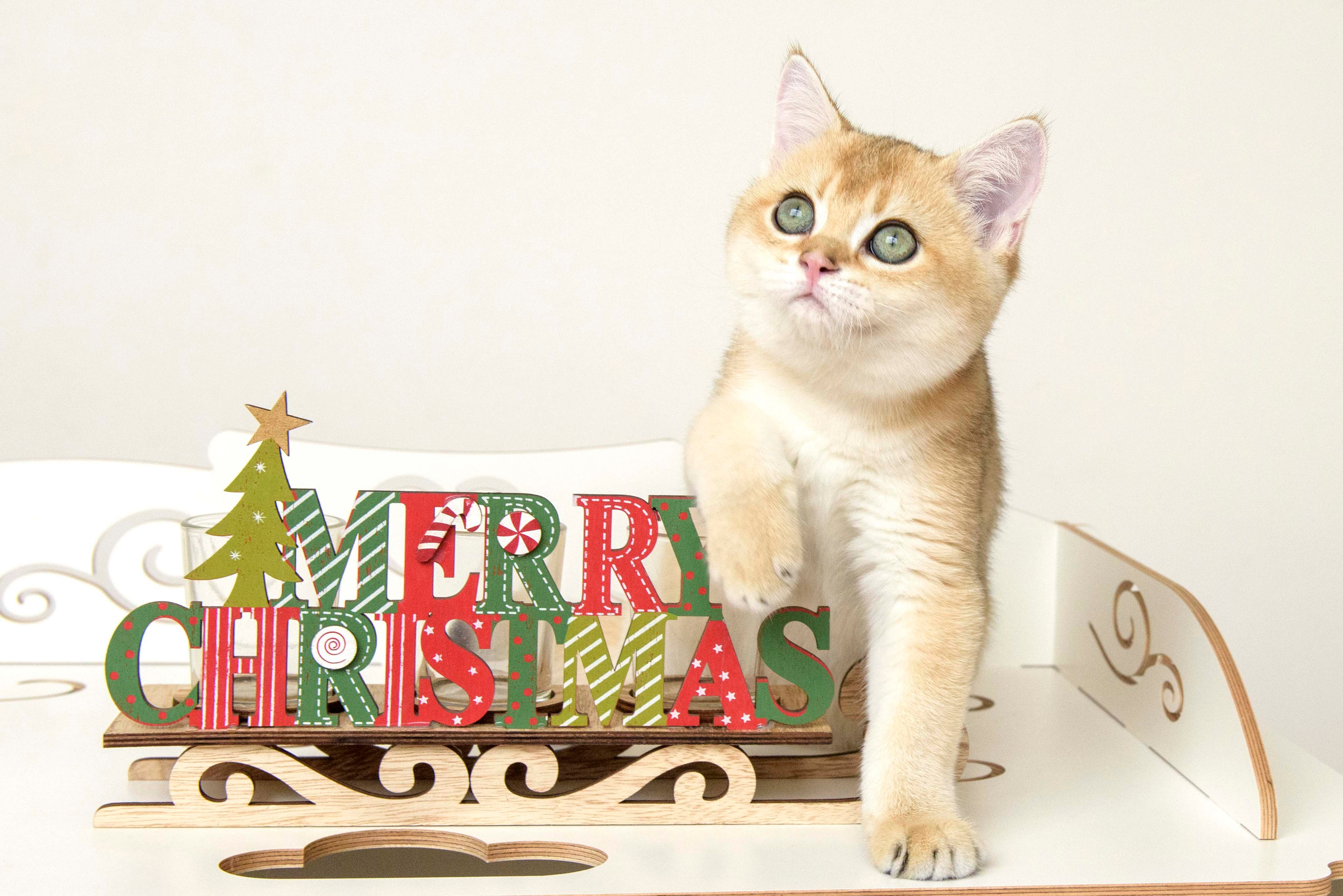 Βρετανικά γατάκια Ελλάδα, βρετανικά γατάκια Κύπρος, βρετανική γάτα Λεμεσός, βρετανική γάτα Κύπρος τιμή, εκτροφείο βρετανικής γάτας Κύπρος, εκτροφείο βρετανικής γάτας Λεμεσός, εκτροφείο βρετανικής γάτας Λάρνακα, εκτροφείο βρετανικής κοντότριχης γάτας στην Αθήνα, εκτροφείο βρετανικής κοντότριχης στην Ελλάδα, βρετανική κοντότριχη γάτα τιμή