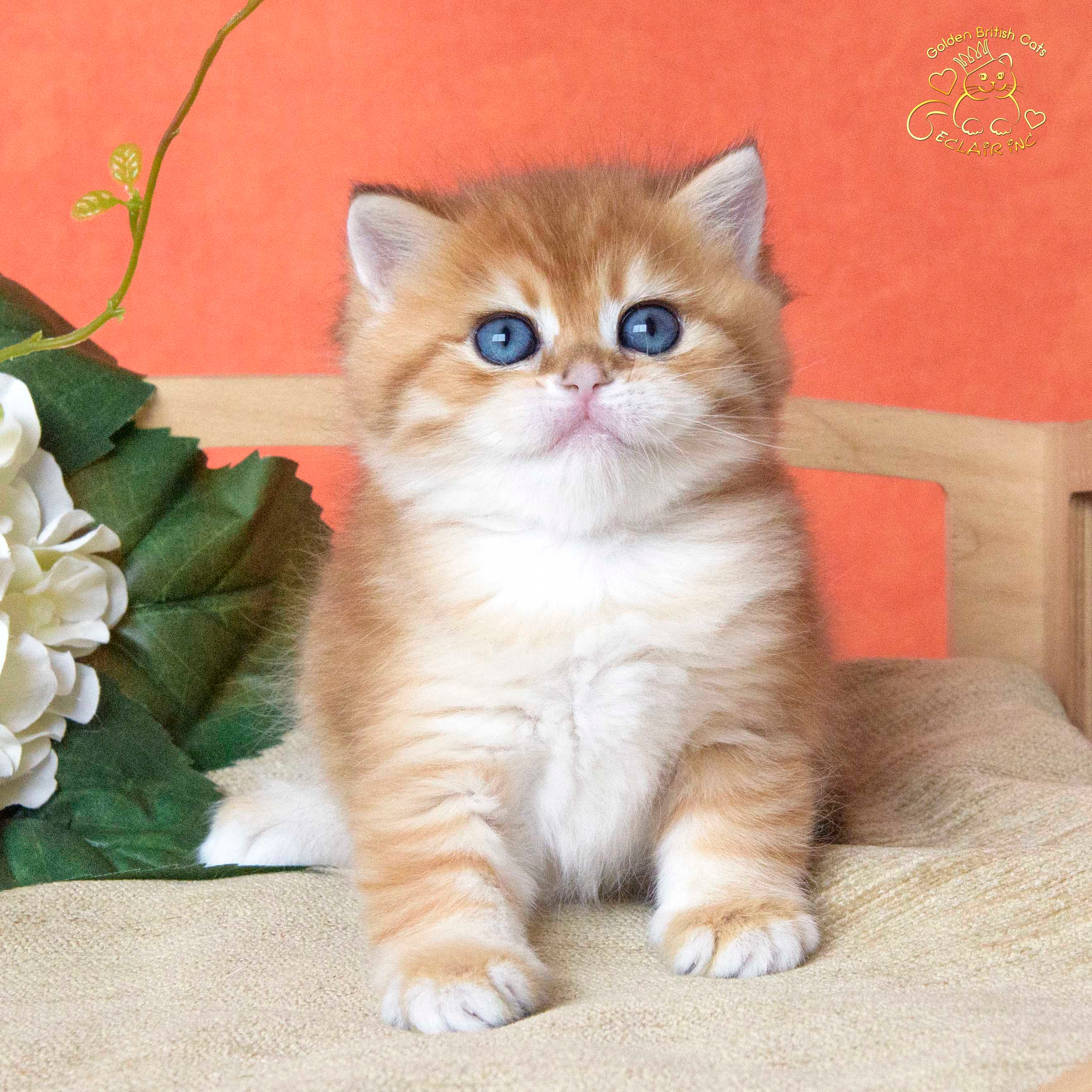 британские котята цена, купить британского котёнка, питомник золотых британцев, питомник золотых британских шиншилл, питомник британских шиншилл Питер, питомник британских кошек Питер, питомник британских кошек Санкт Петербург